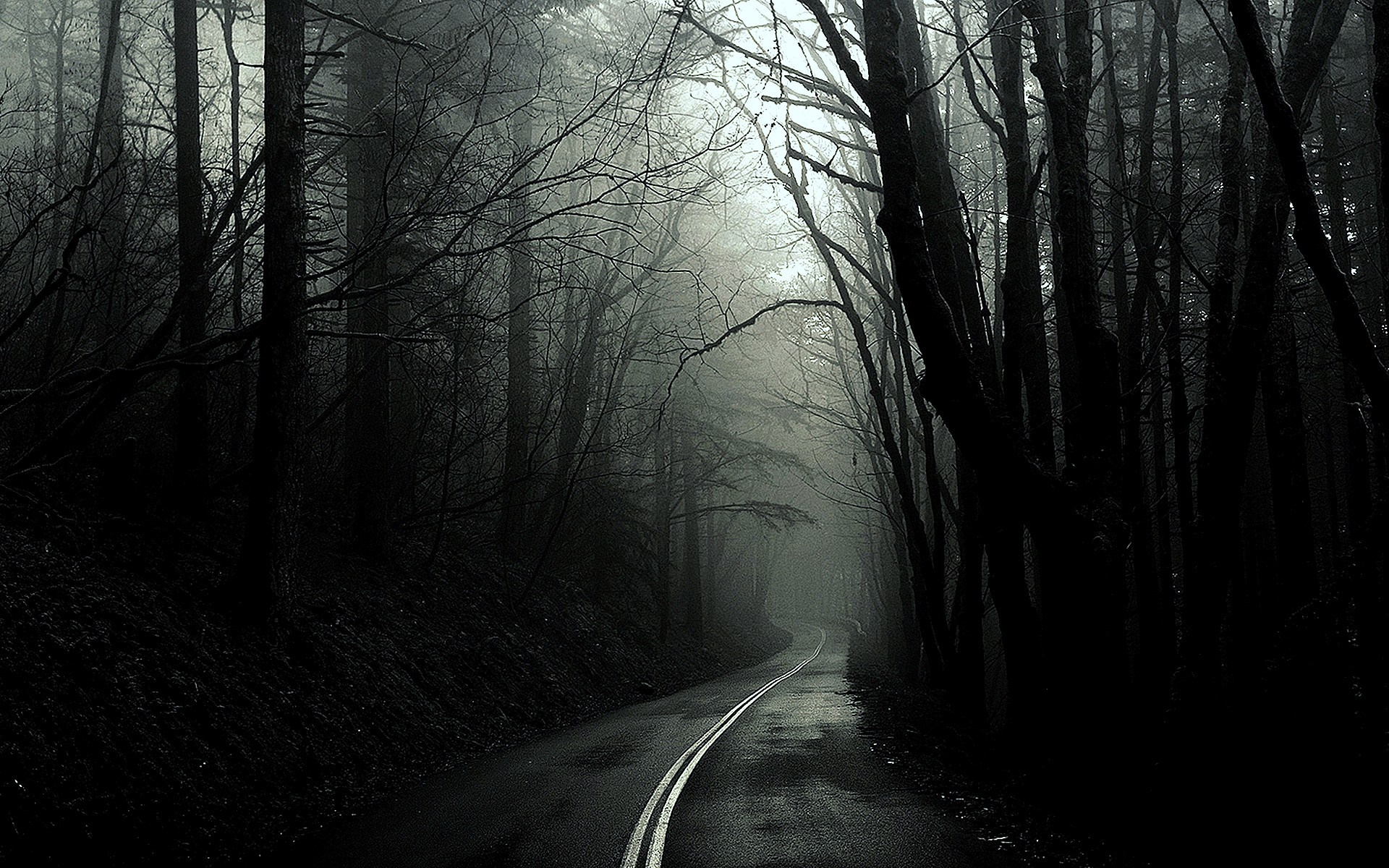 A foggy road through a dark, misty forest HD Wallpaper