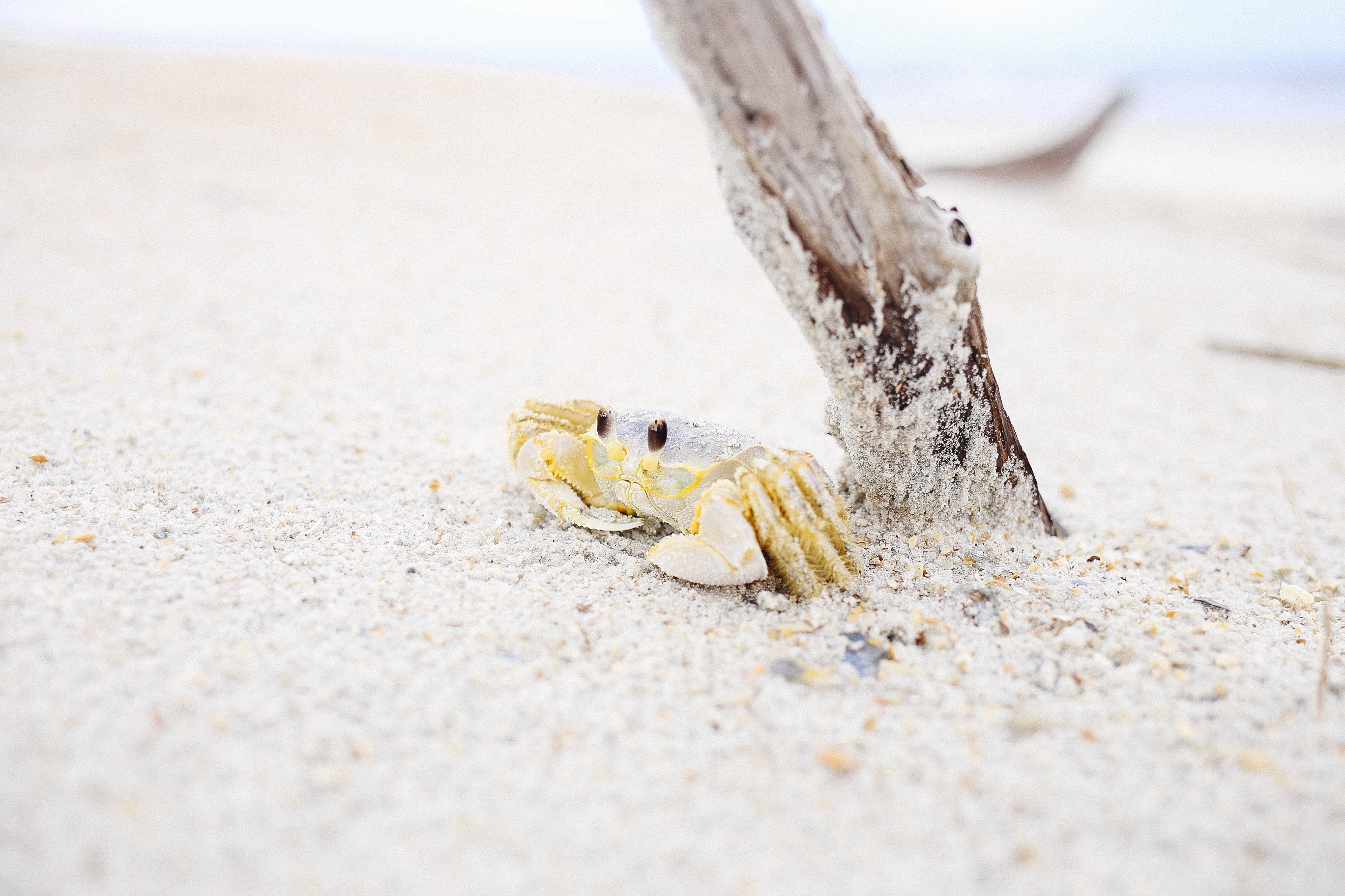 Crab hiding under driftwood on a sandy beach HD Wallpaper
