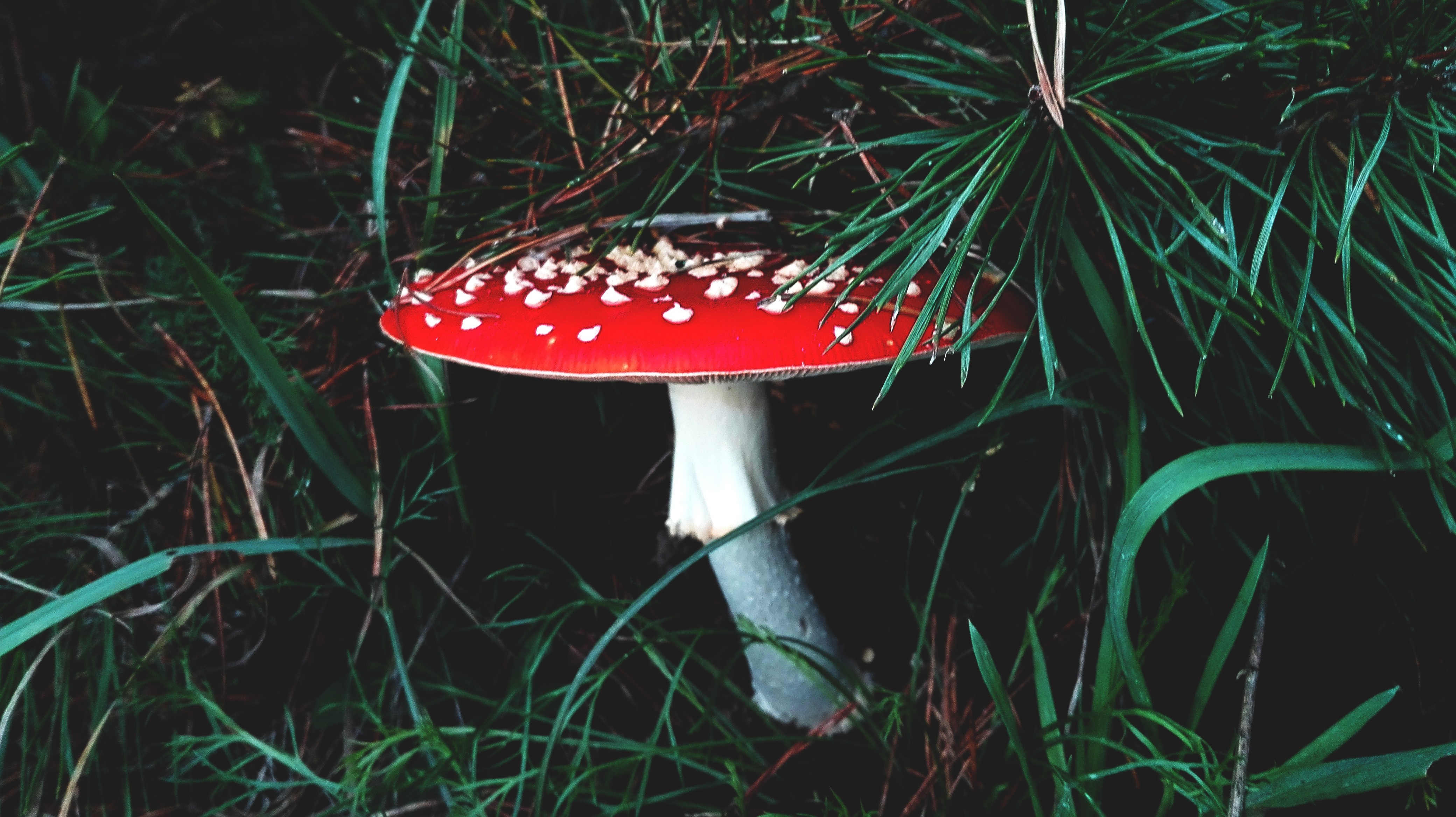 Amanita muscaria mushroom in a dark forest HD Wallpaper