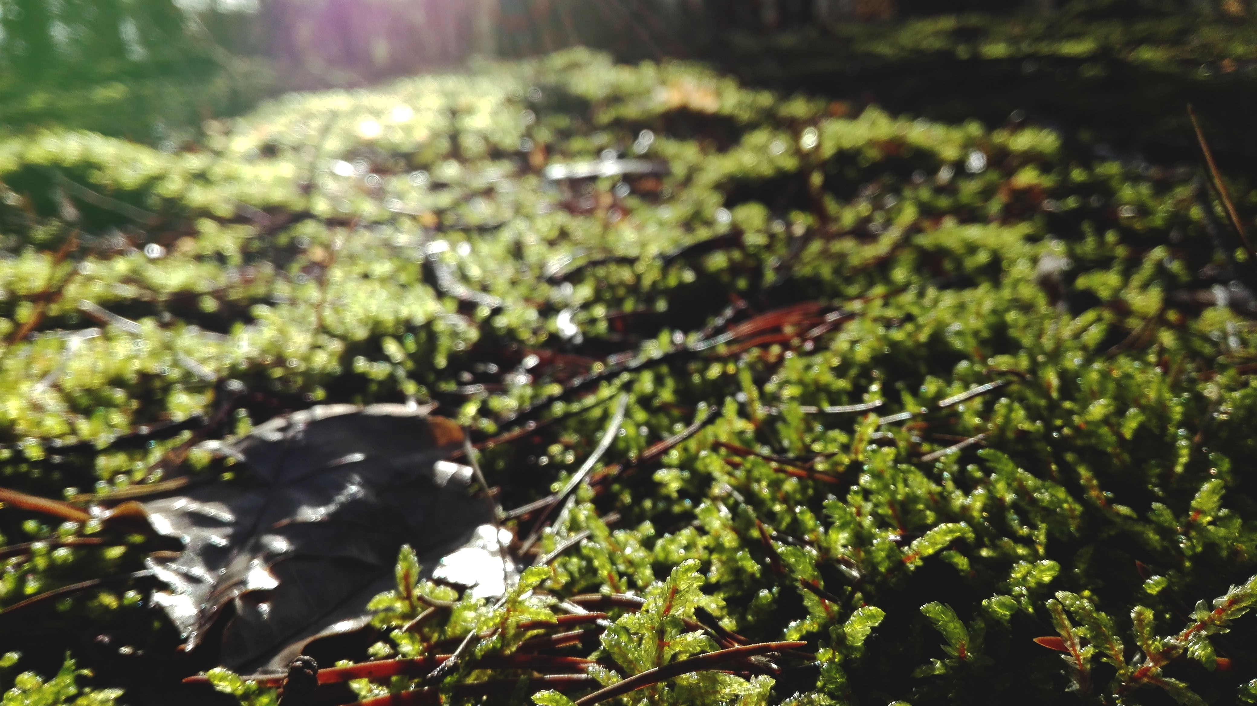Sunlight on mossy forest floor with fallen leaf HD Wallpaper
