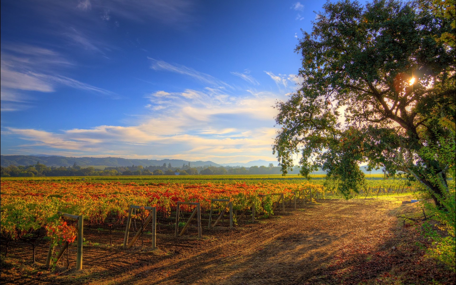 Vineyard at sunset with large oak tree HD Wallpaper