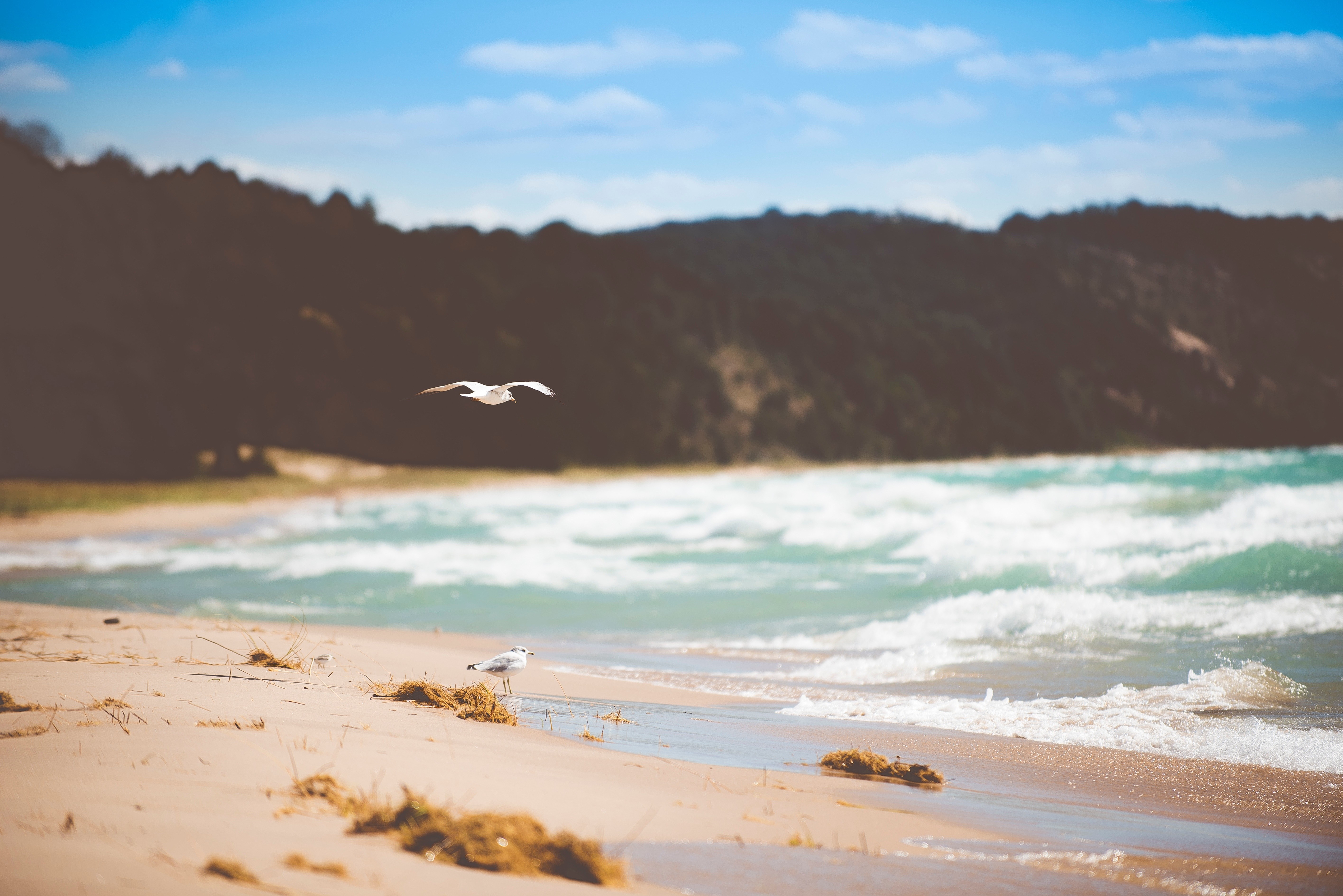 Seagulls flying and standing on a sandy beach with waves and a forest. HD Wallpaper