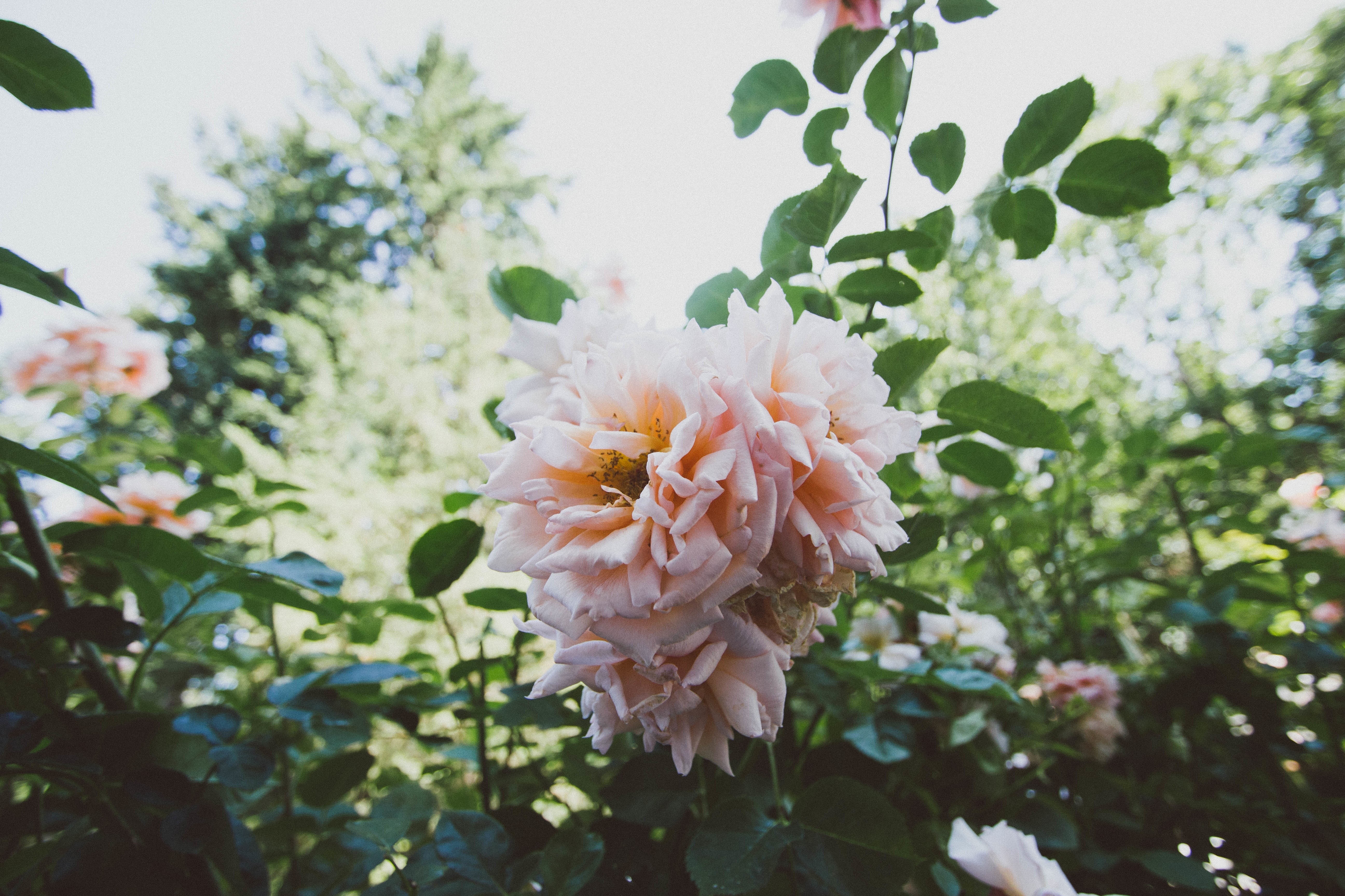 Close-up of a pale pink rose in a garden HD Wallpaper