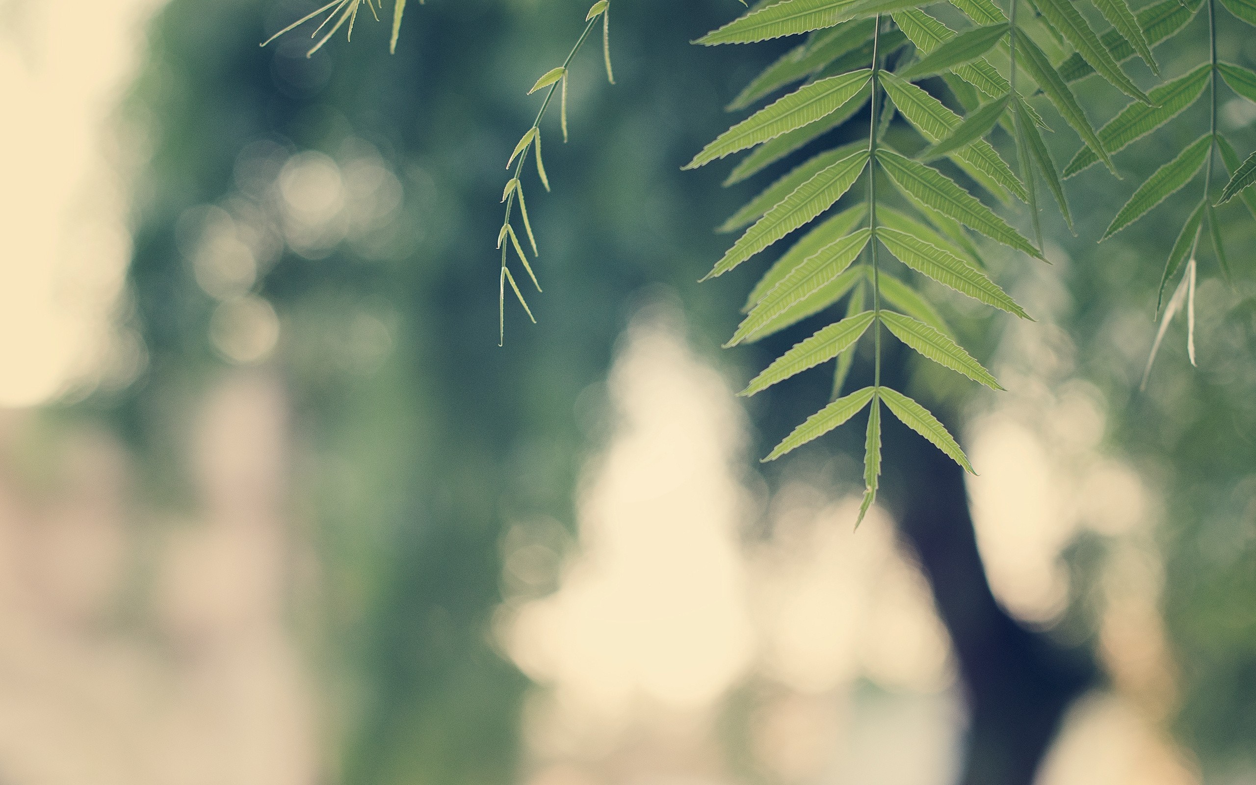 Green leaves on a tree branch with blurred background HD Wallpaper