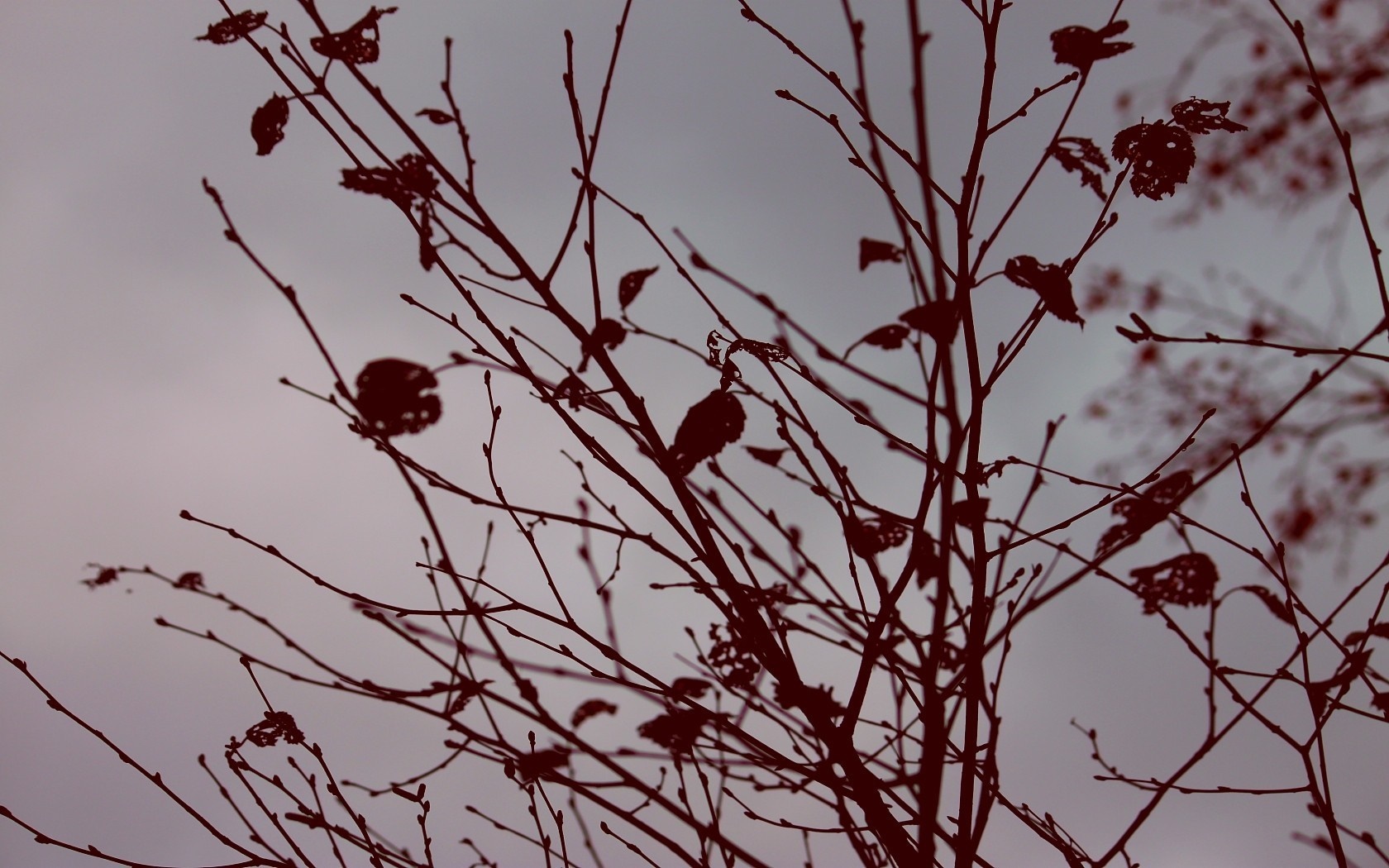 Silhouette of bare tree branches against a cloudy sky HD Wallpaper