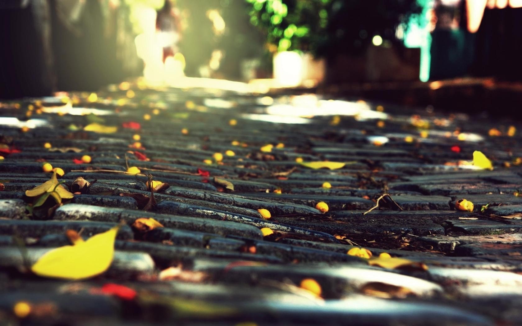 Sunlight on a cobblestone path with fallen autumn leaves HD Wallpaper