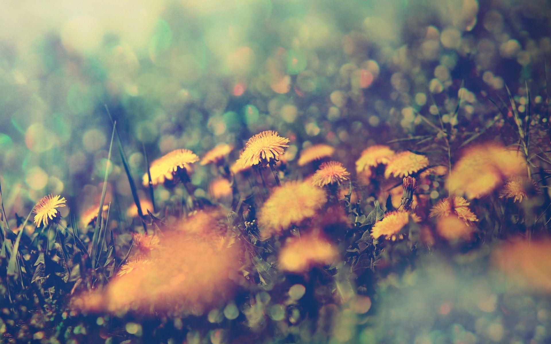 Close-up of yellow dandelions in a field with bokeh HD Wallpaper