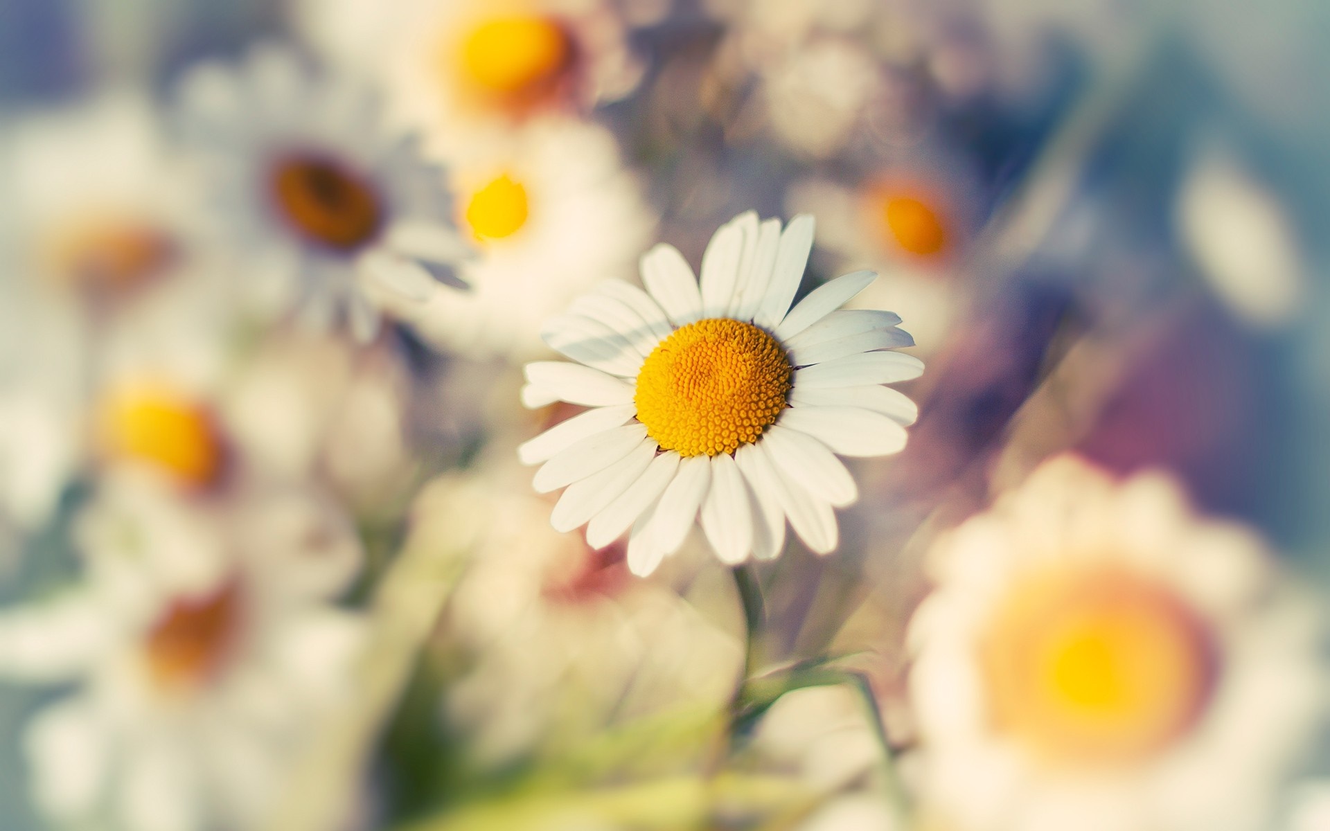 Close-up of a daisy with a yellow center and white petals HD Wallpaper