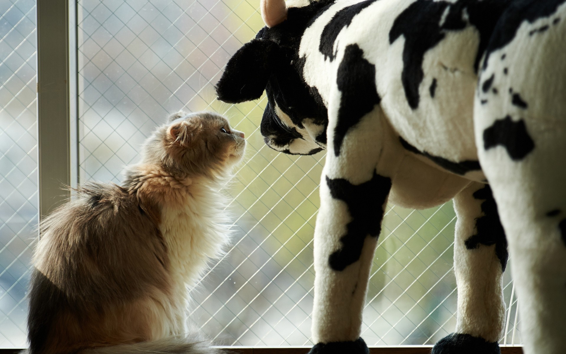 Fluffy cat looks at a stuffed cow toy HD Wallpaper