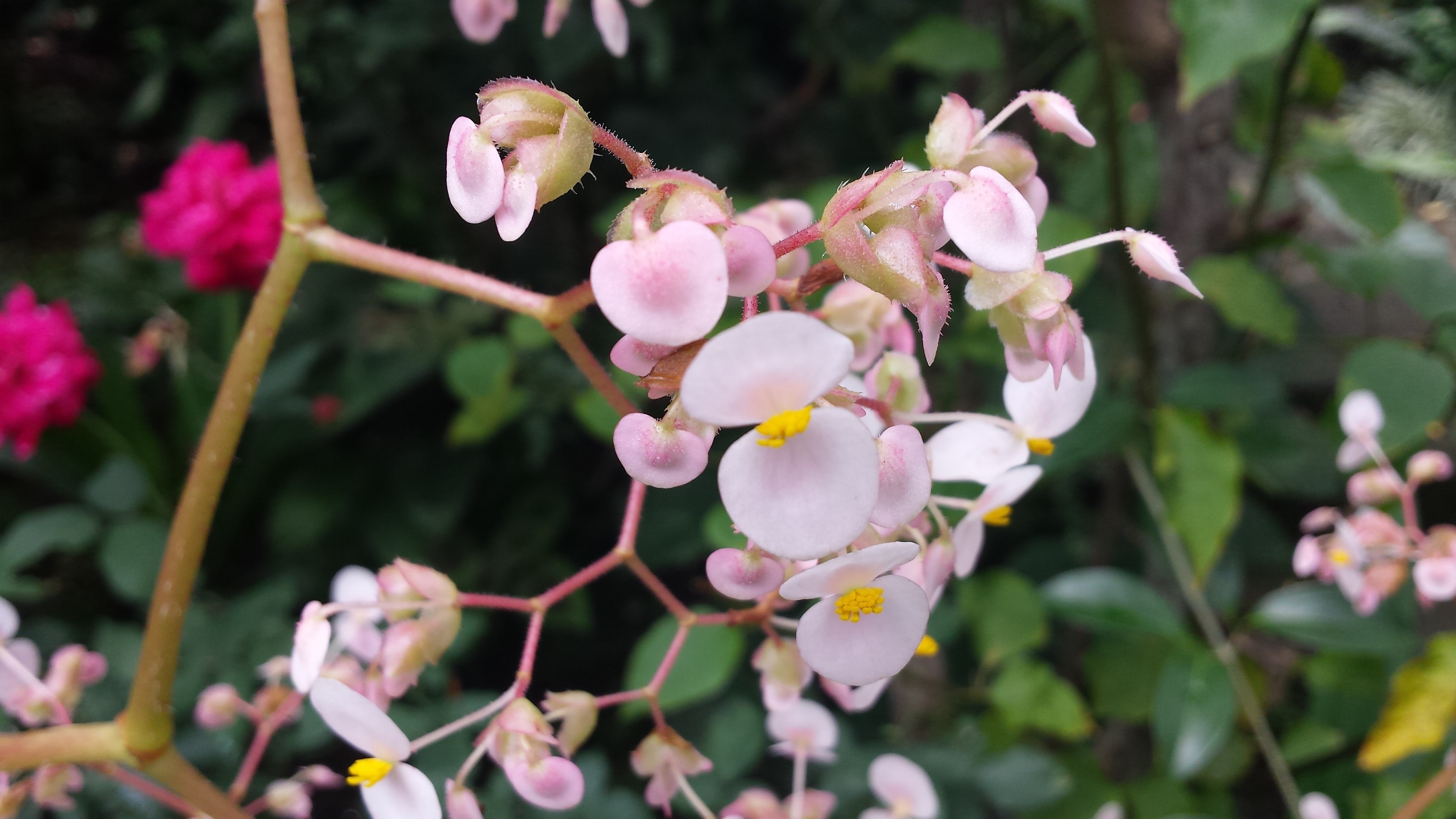 Pink and white begonia flowers in a garden HD Wallpaper