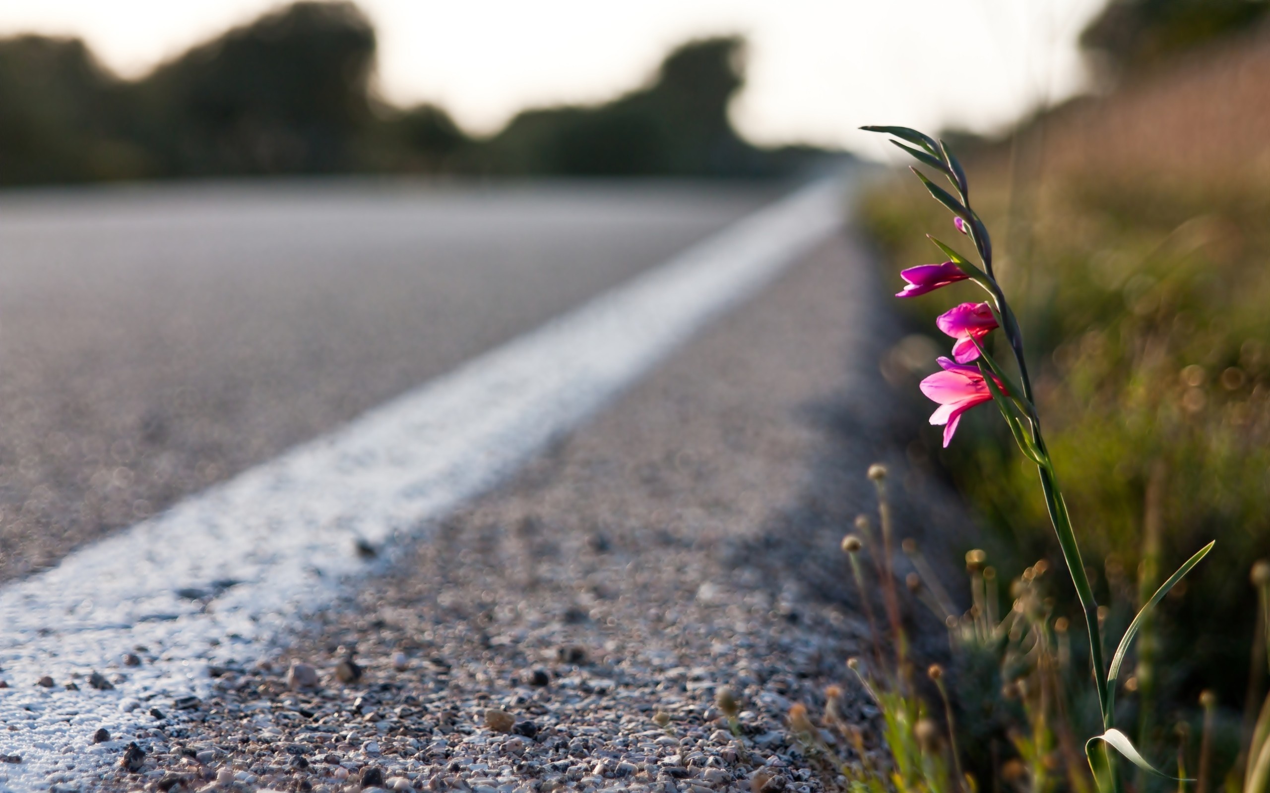 Pink flowers by the roadside HD Wallpaper