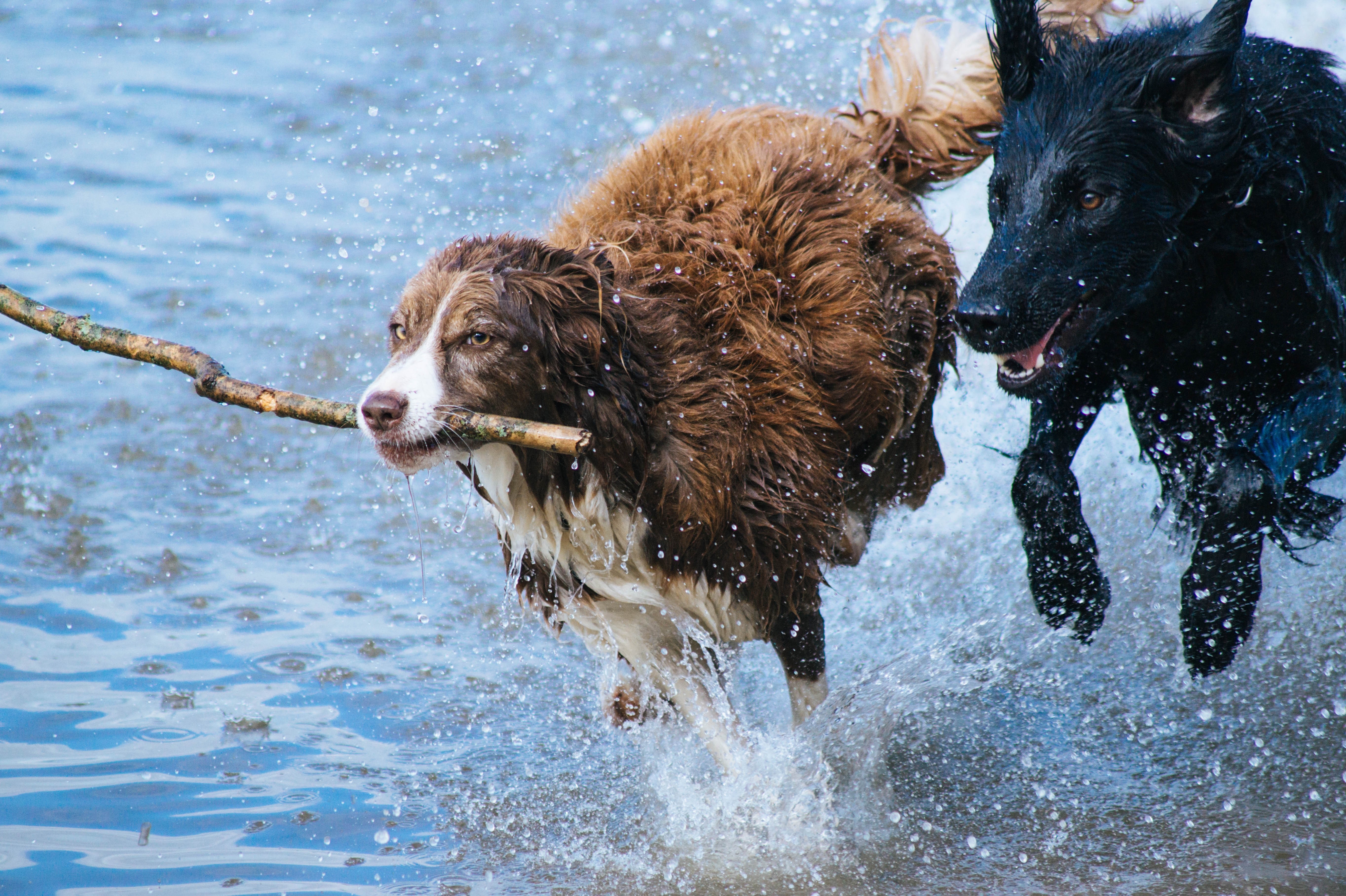 Two dogs playing with a stick in the water HD Wallpaper