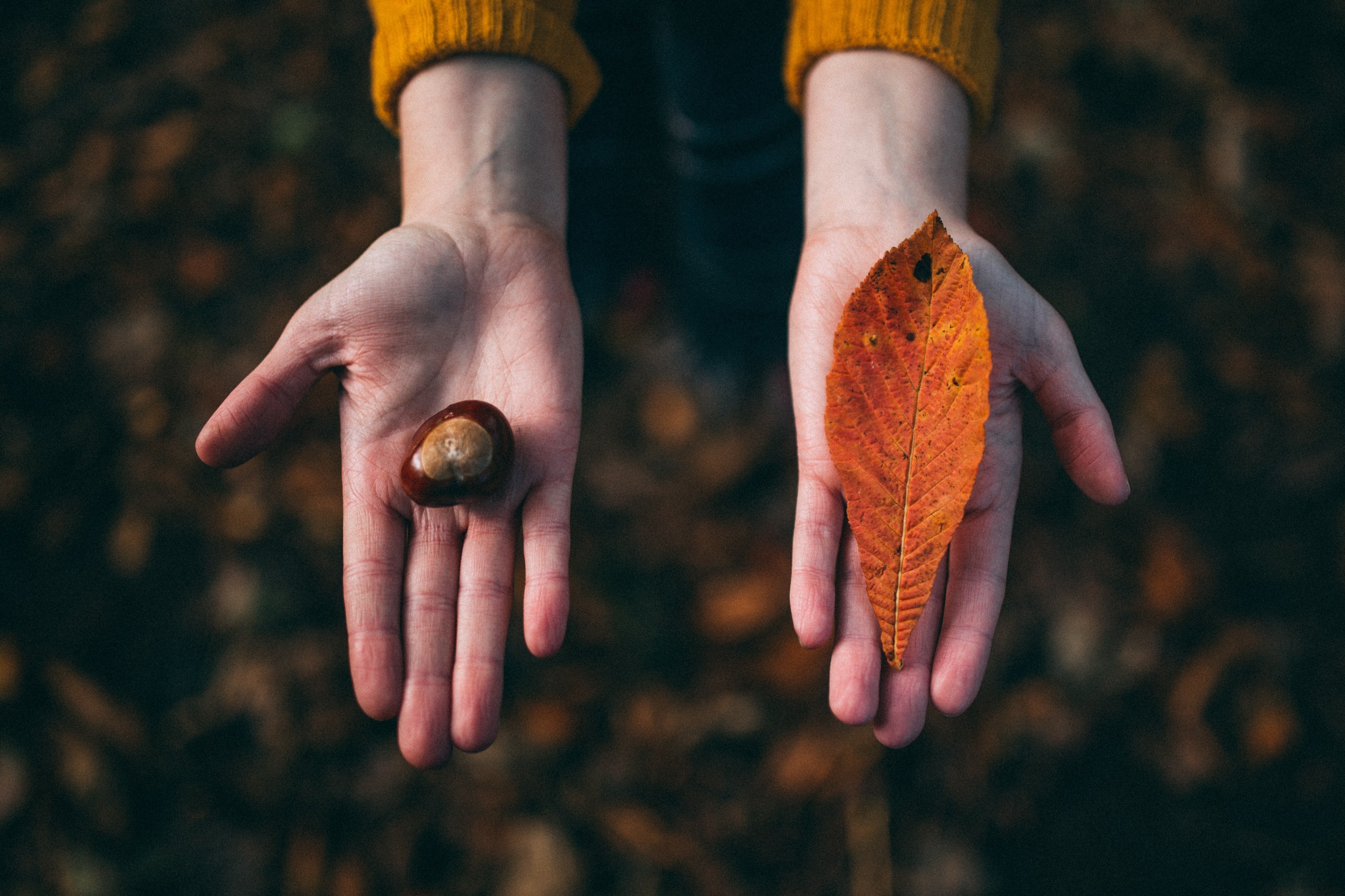 Hands holding a chestnut and an autumn leaf HD Wallpaper