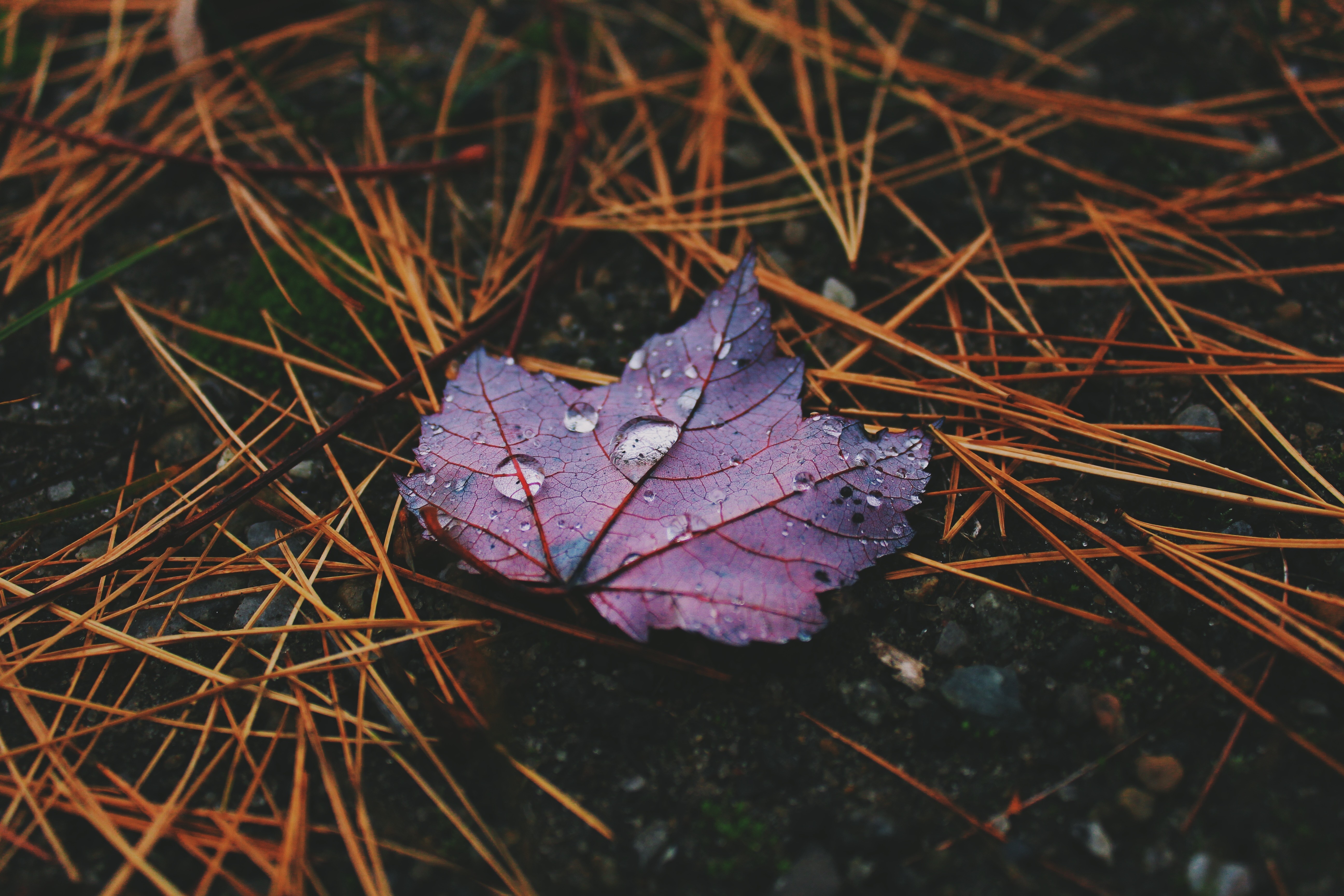 Purple leaf with water drops on pine needles HD Wallpaper