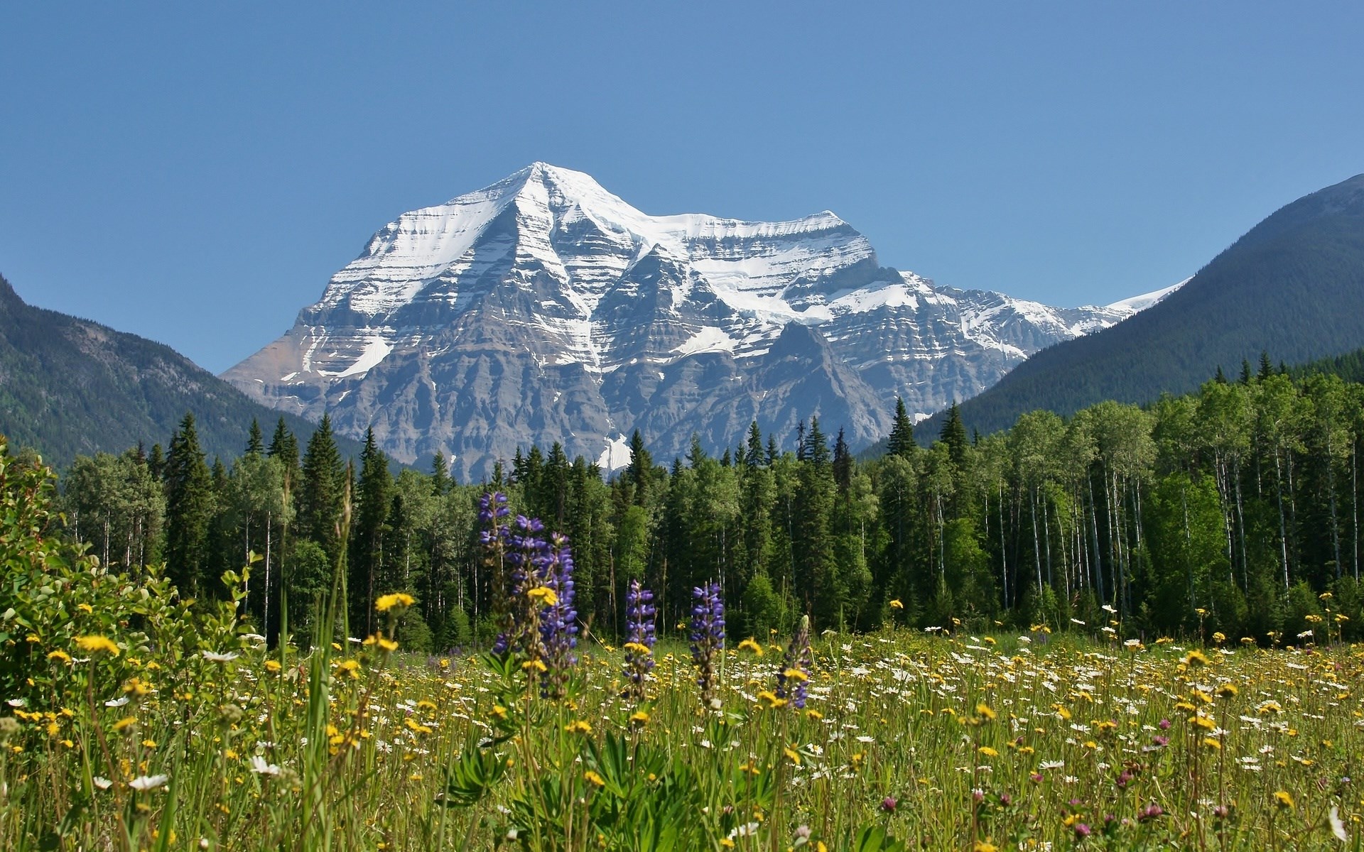Snow-capped mountain range behind a field of wildflowers and trees HD Wallpaper