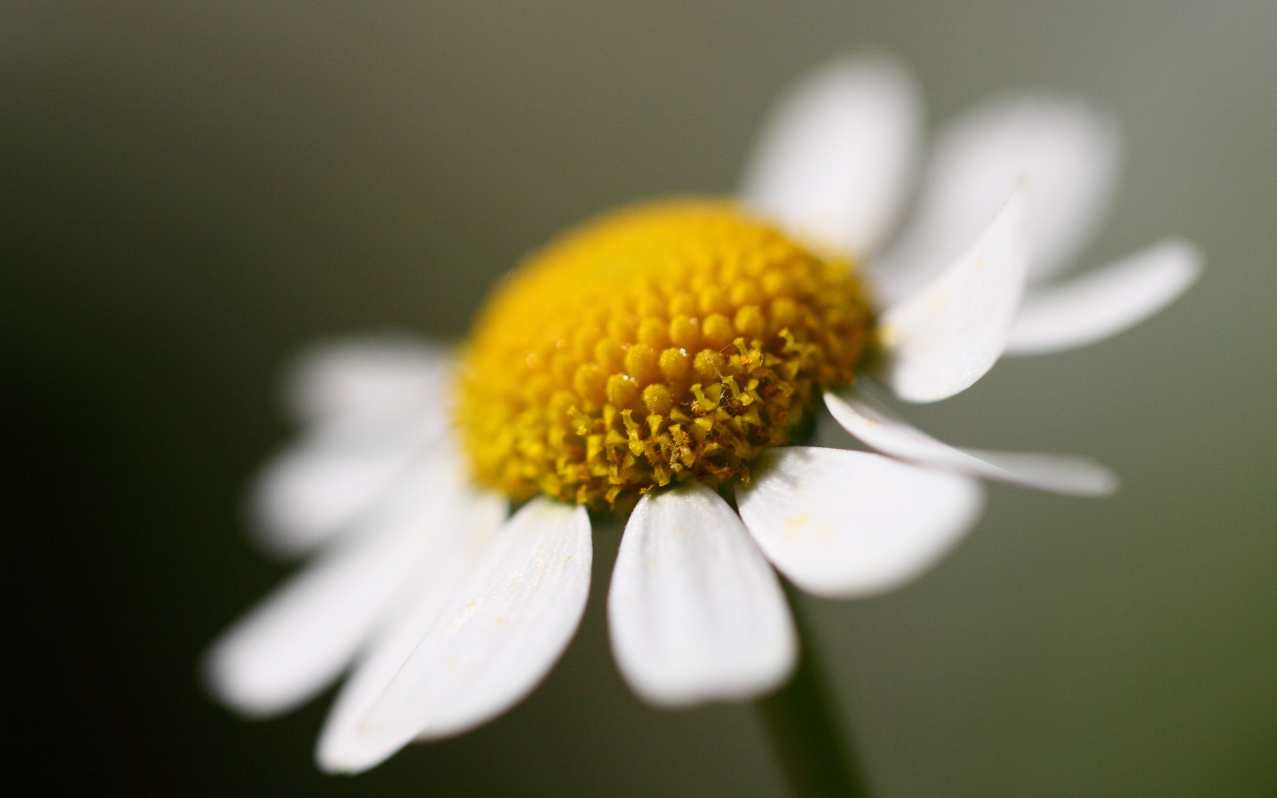 Close-up of a daisy with yellow center and white petals HD Wallpaper