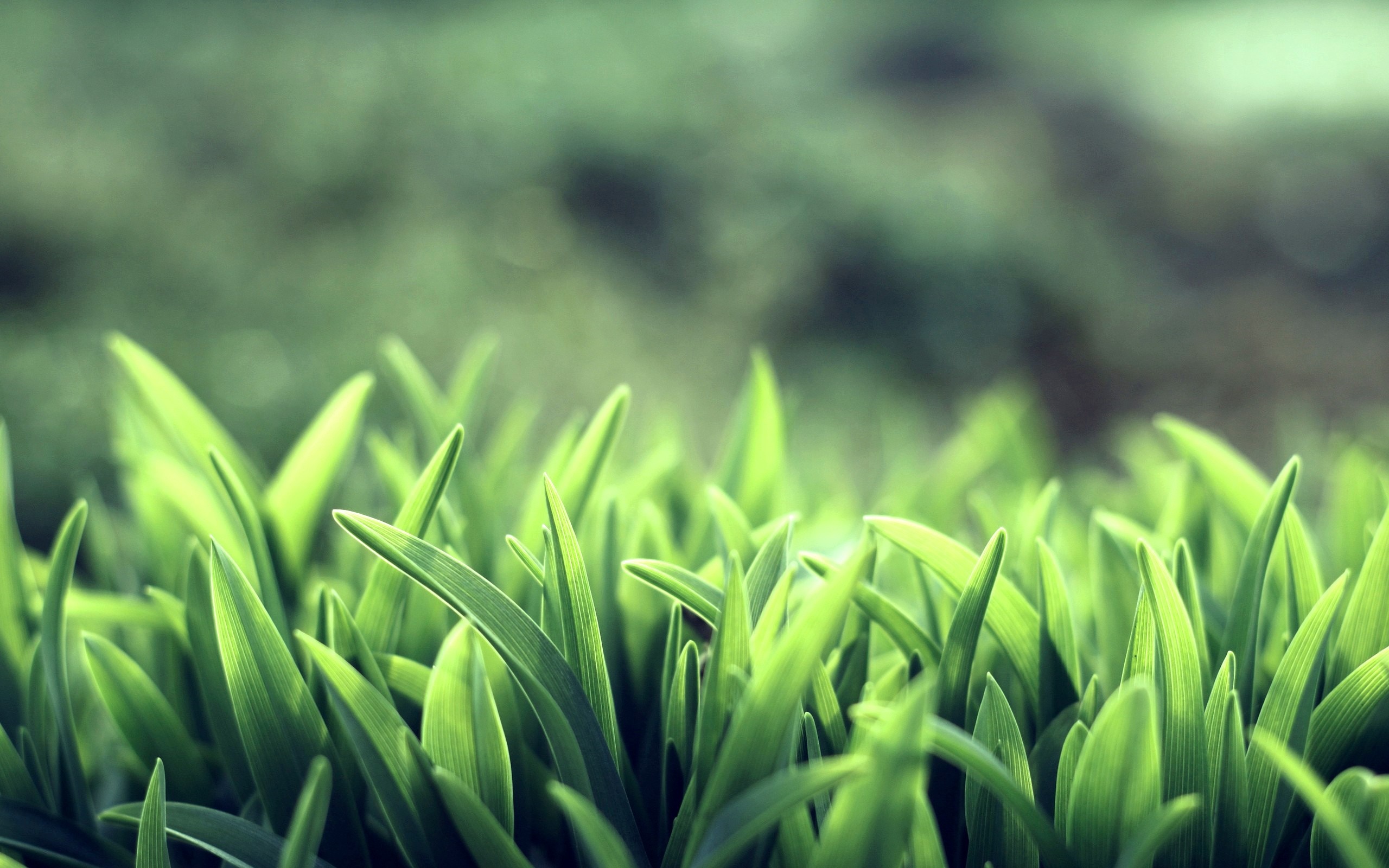 Close-up of green grass blades with blurred background HD Wallpaper