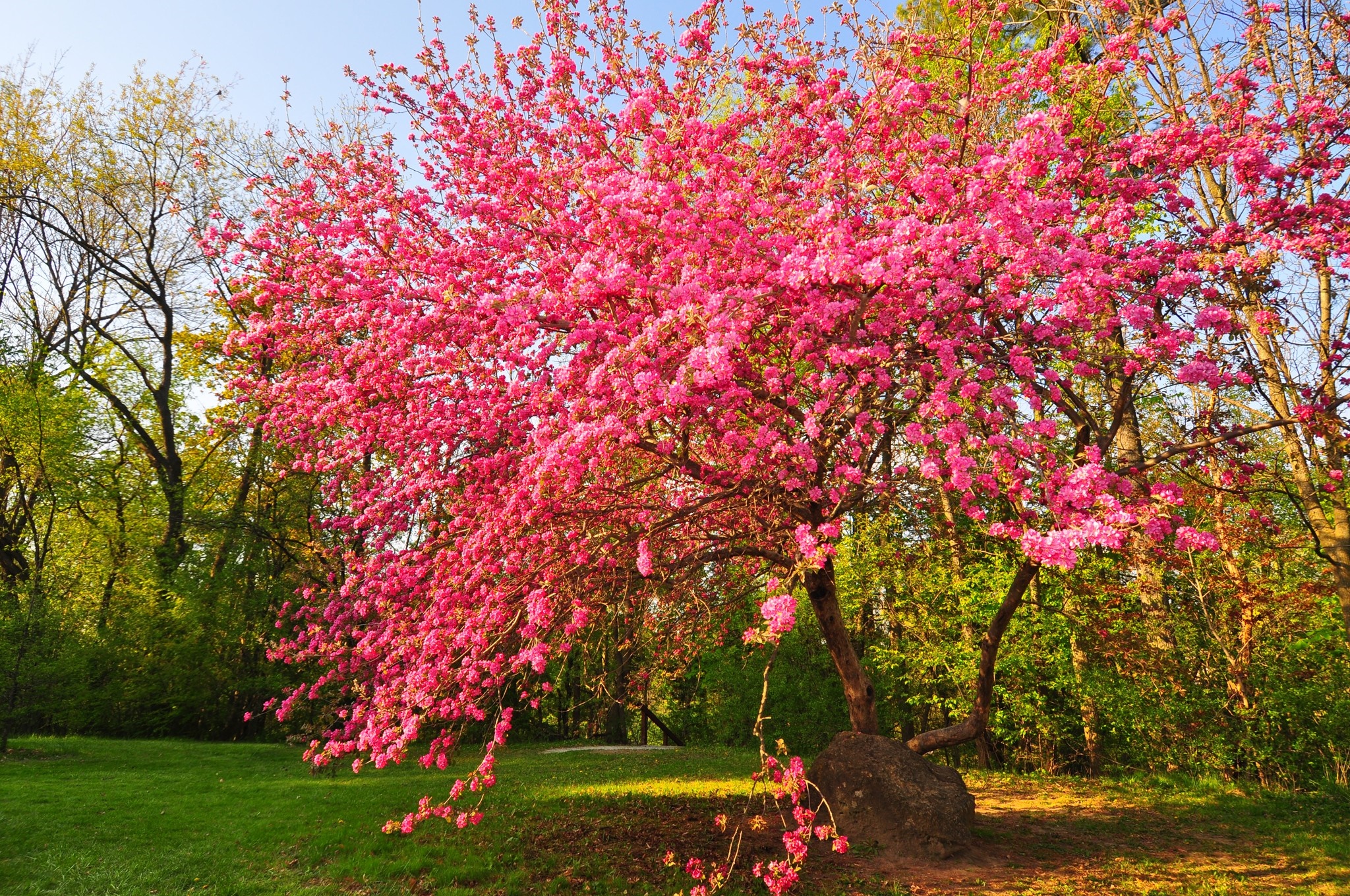 Pink cherry blossom tree in a park with green grass HD Wallpaper