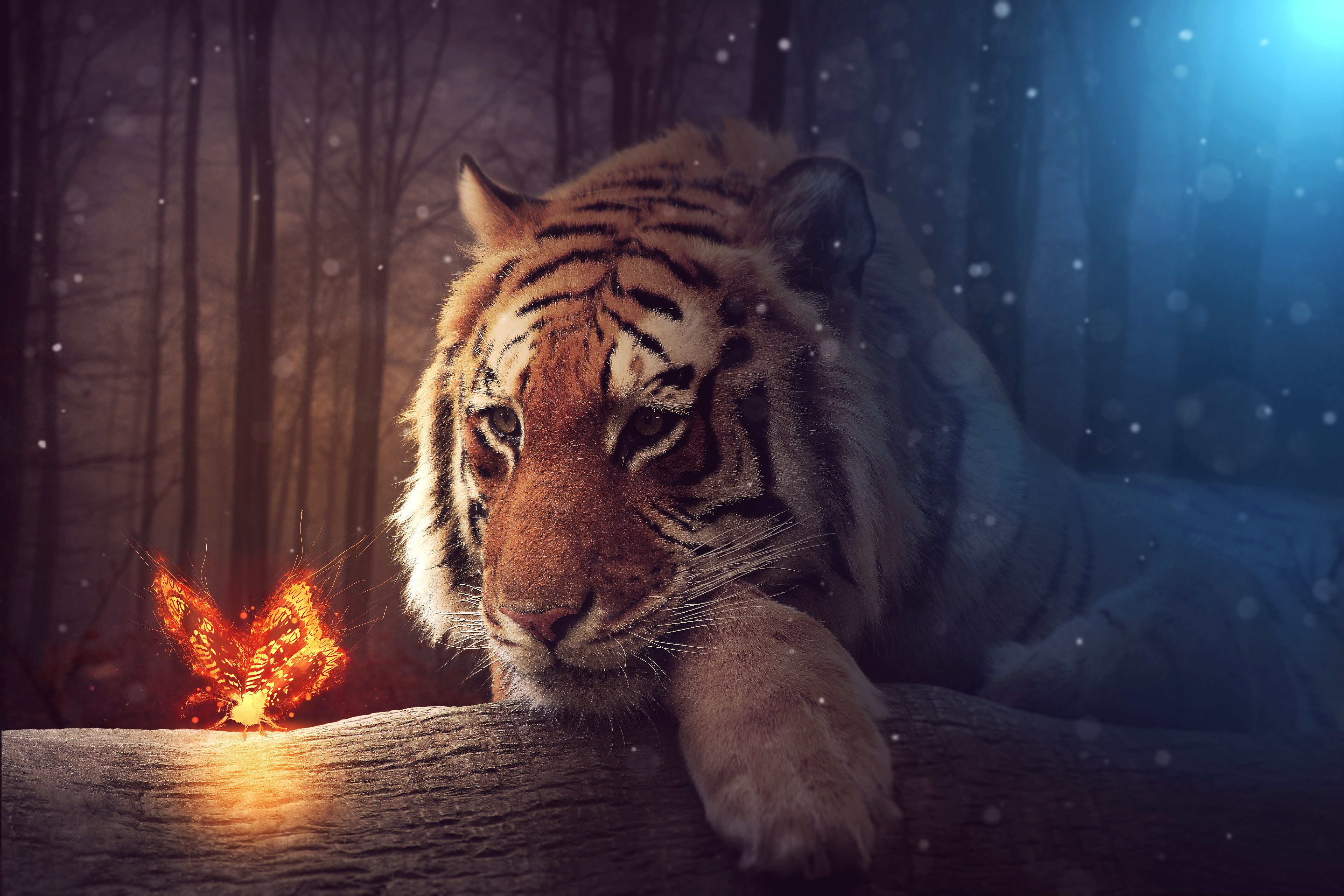 Tiger and glowing butterfly in a forest HD Wallpaper