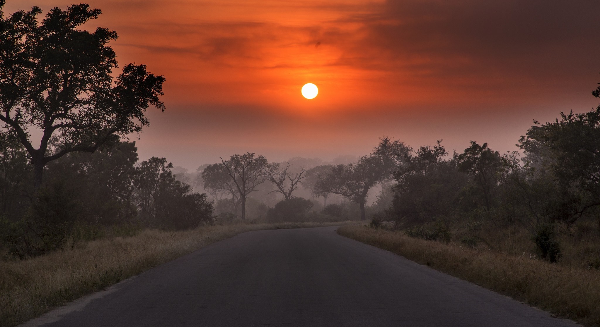 Sunrise over a misty road with trees HD Wallpaper
