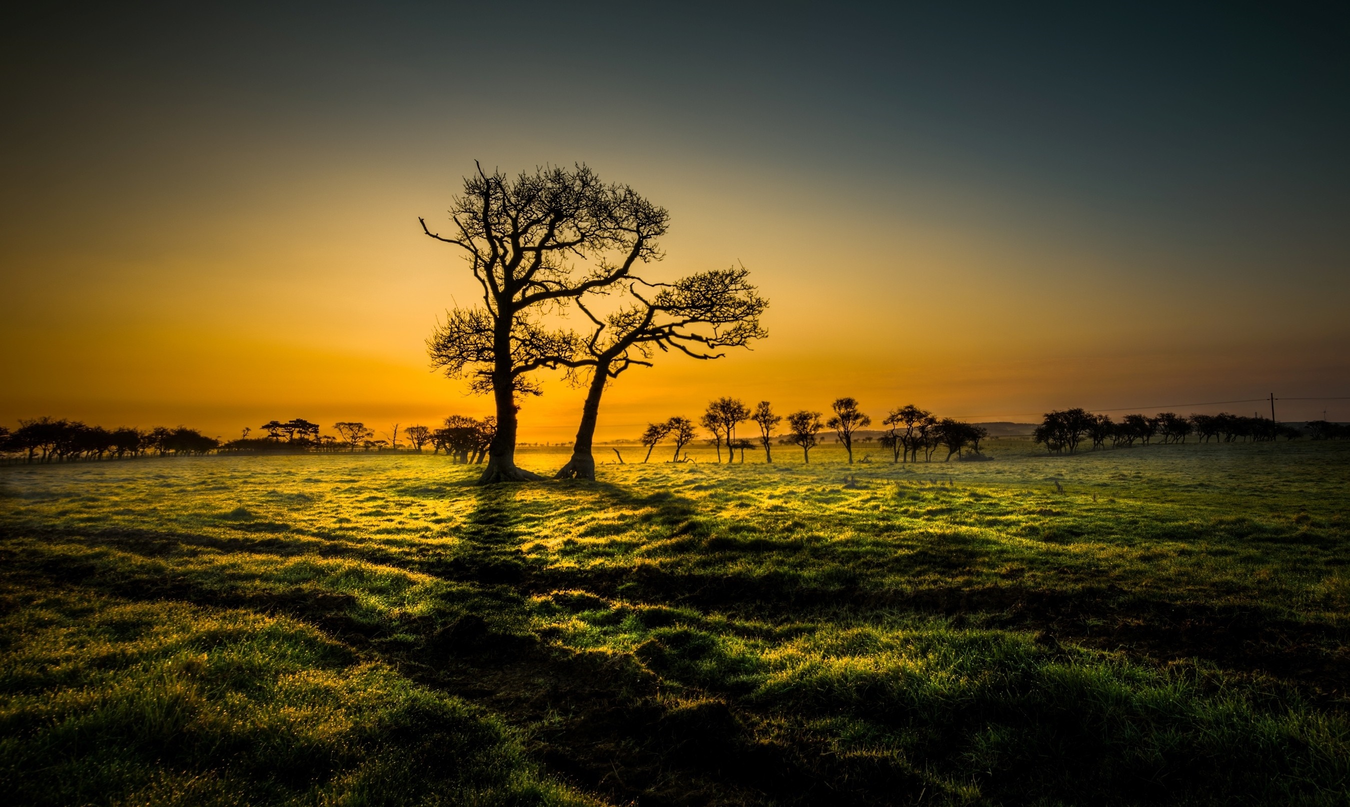 Silhouette of trees at sunset over a grassy field HD Wallpaper