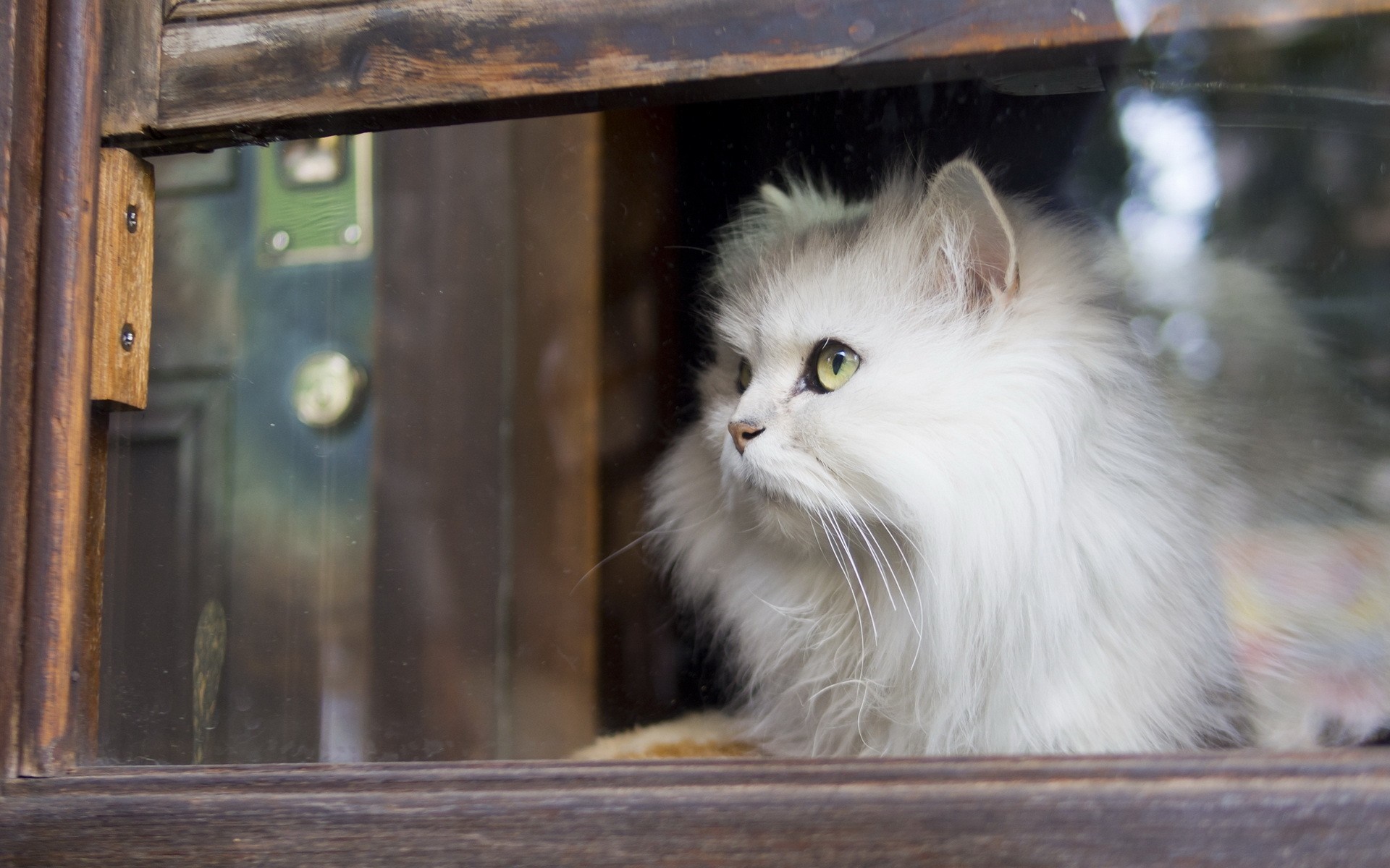 Fluffy white Persian cat looking out a window HD Wallpaper