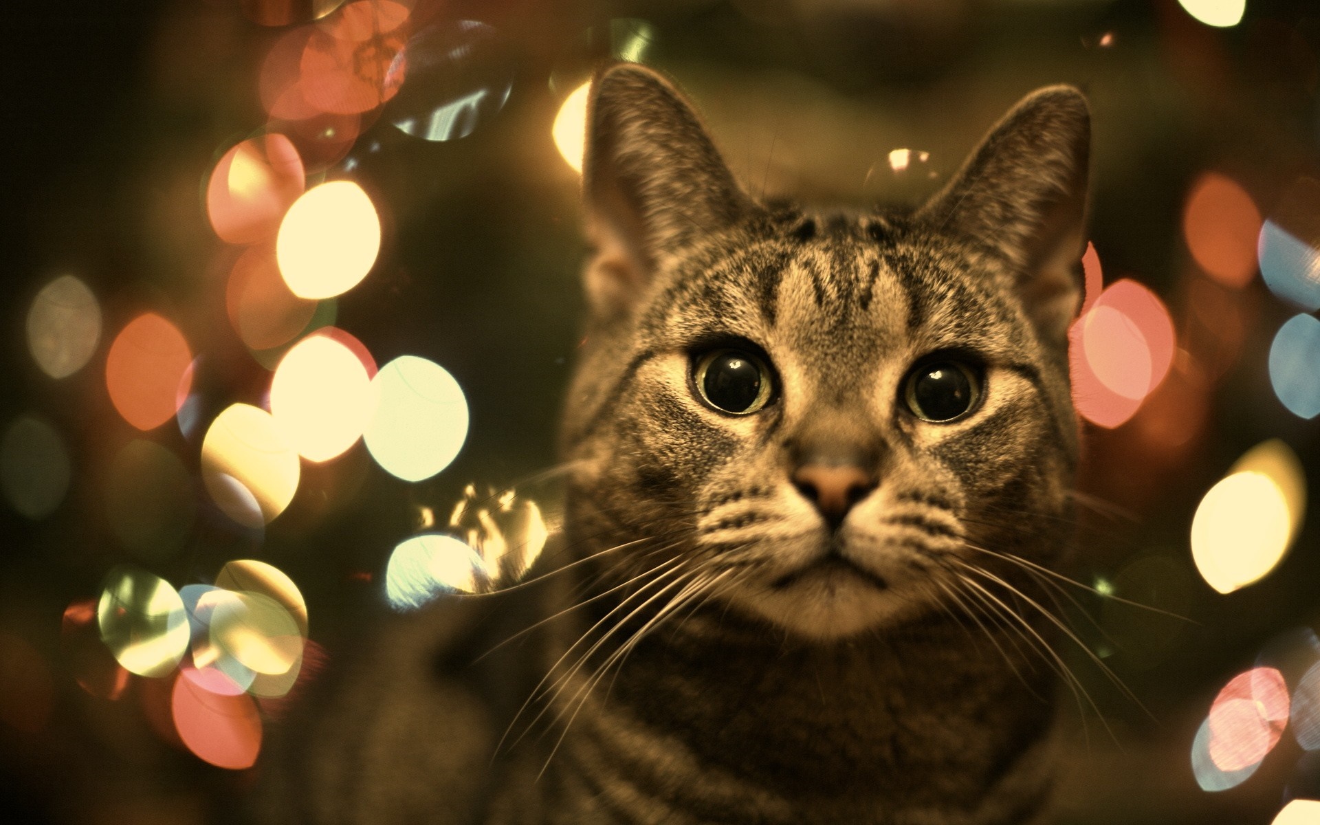 Close up of a tabby cat with bokeh lights HD Wallpaper