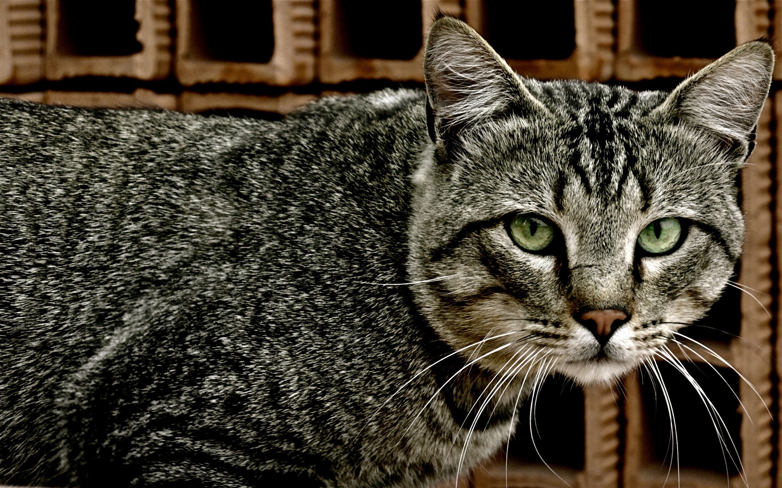 Close up of a tabby cat with green eyes HD Wallpaper