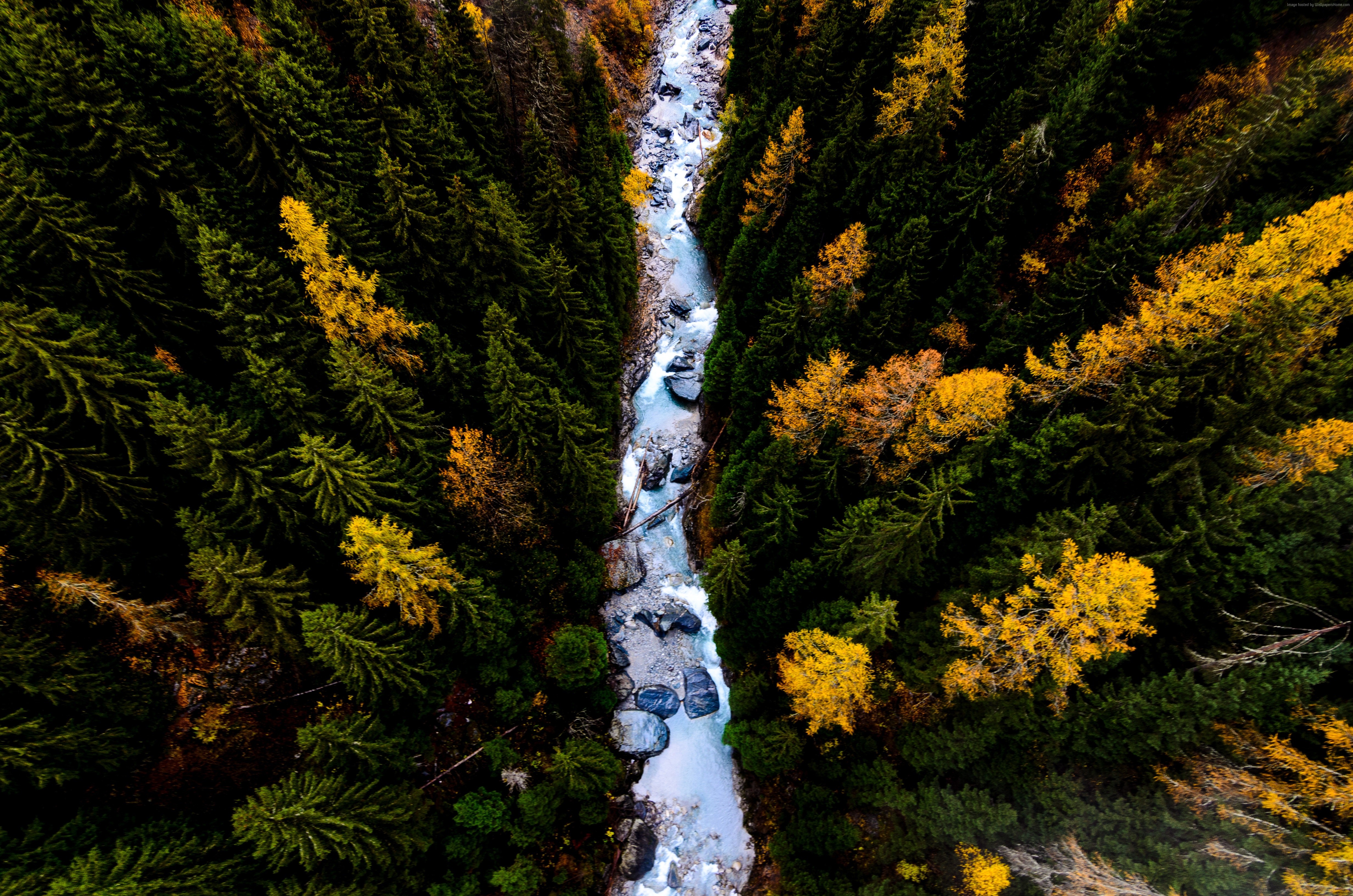 River flowing through a forest with autumn trees in 4K HD Wallpaper