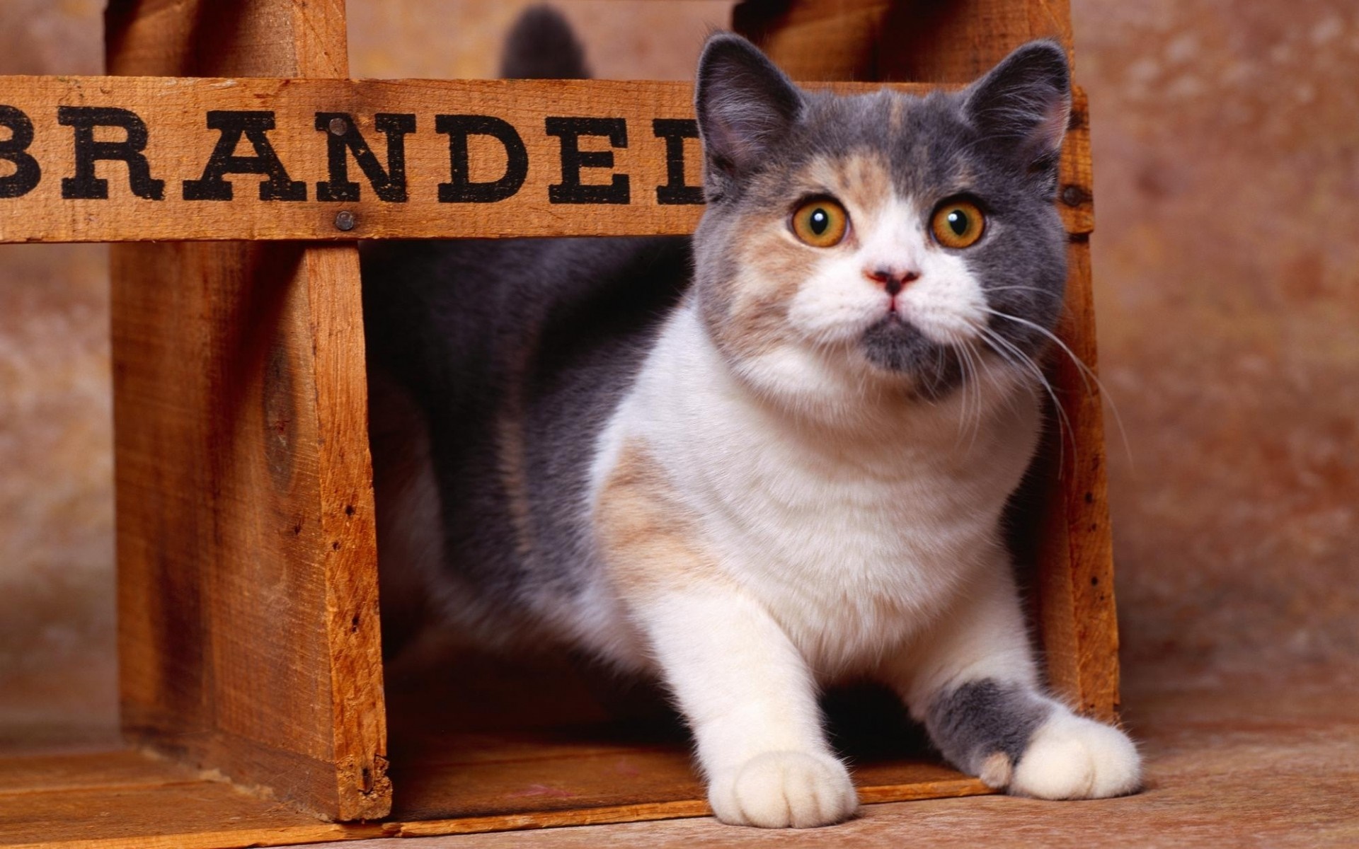 Tricolor cat peeking out of a wooden crate HD Wallpaper