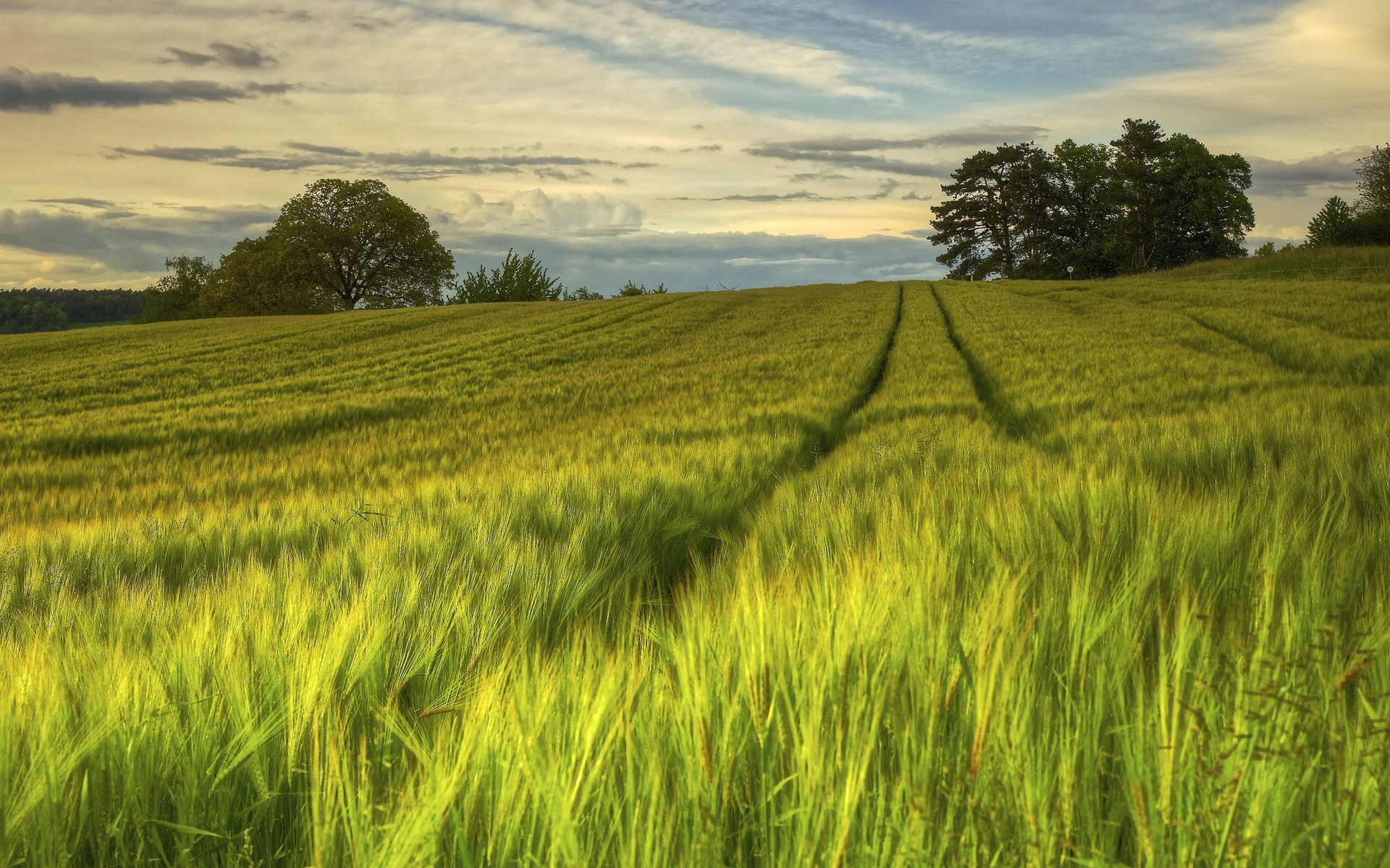Green wheat field with tire tracks under a cloudy sky HD Wallpaper