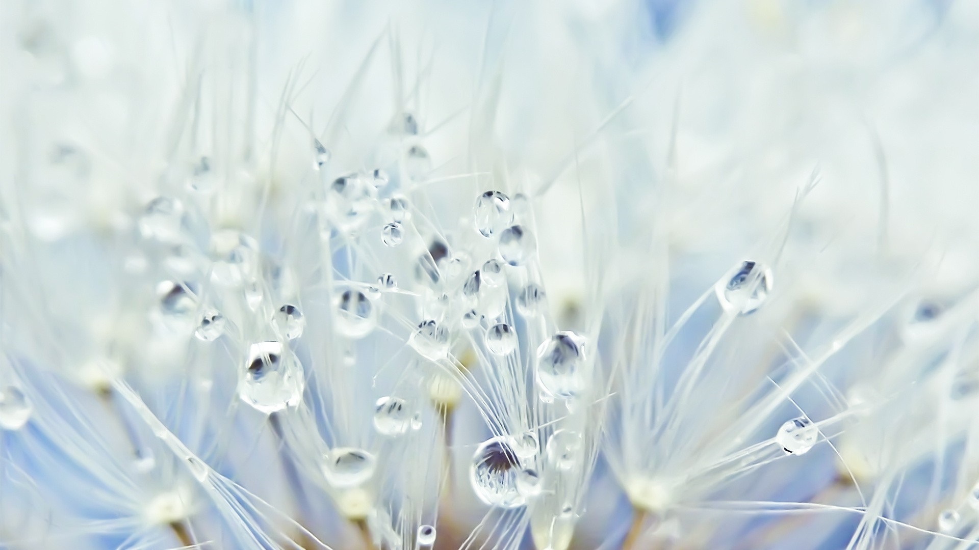 Close-up of Water Drops on Delicate Plant Fibers HD Wallpaper