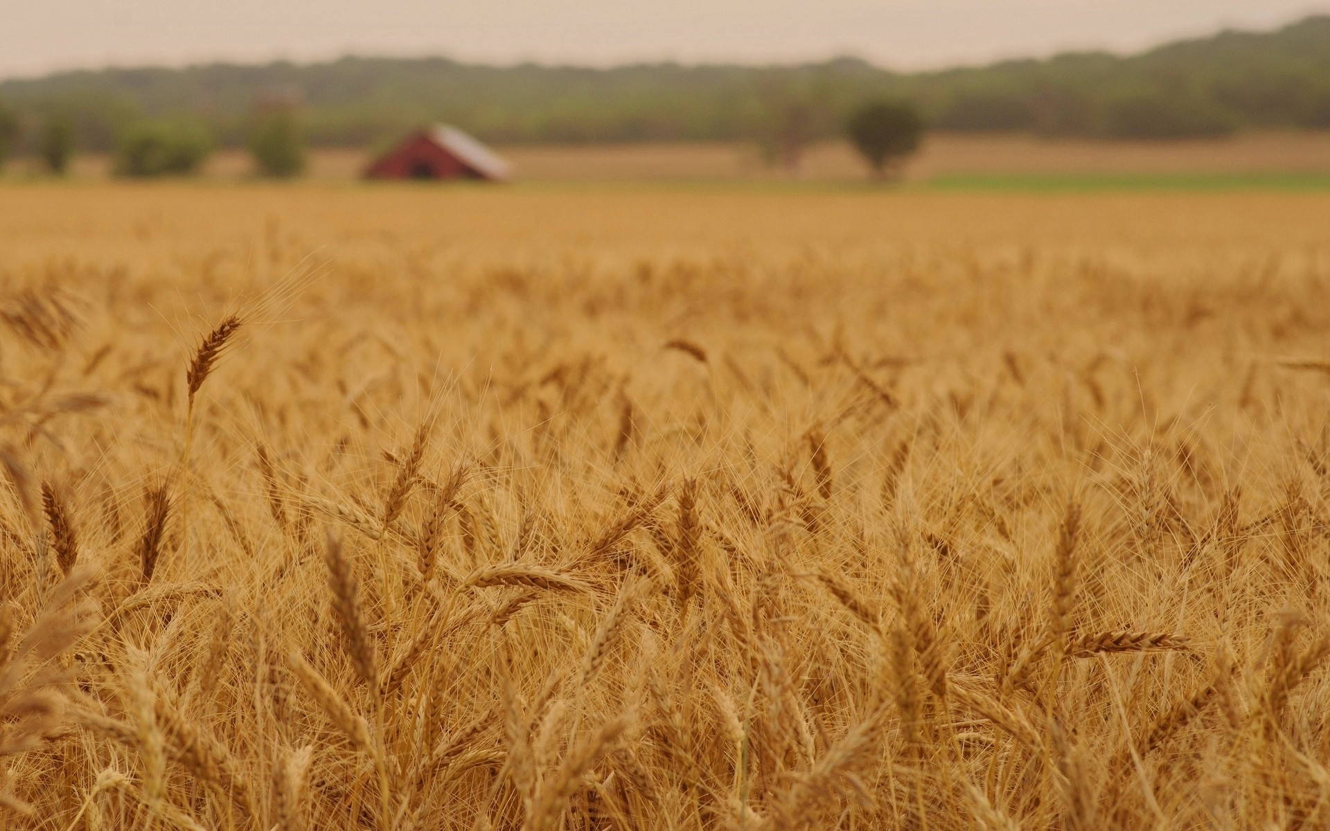 Golden wheat field with a red barn in the distance HD Wallpaper