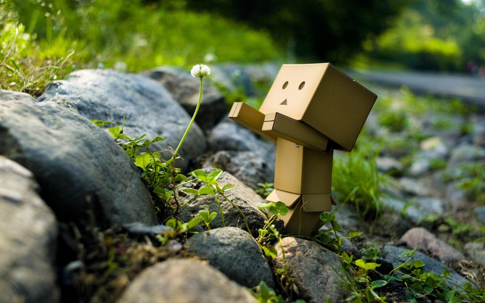 Danbo toy looking at a white flower among rocks HD Wallpaper