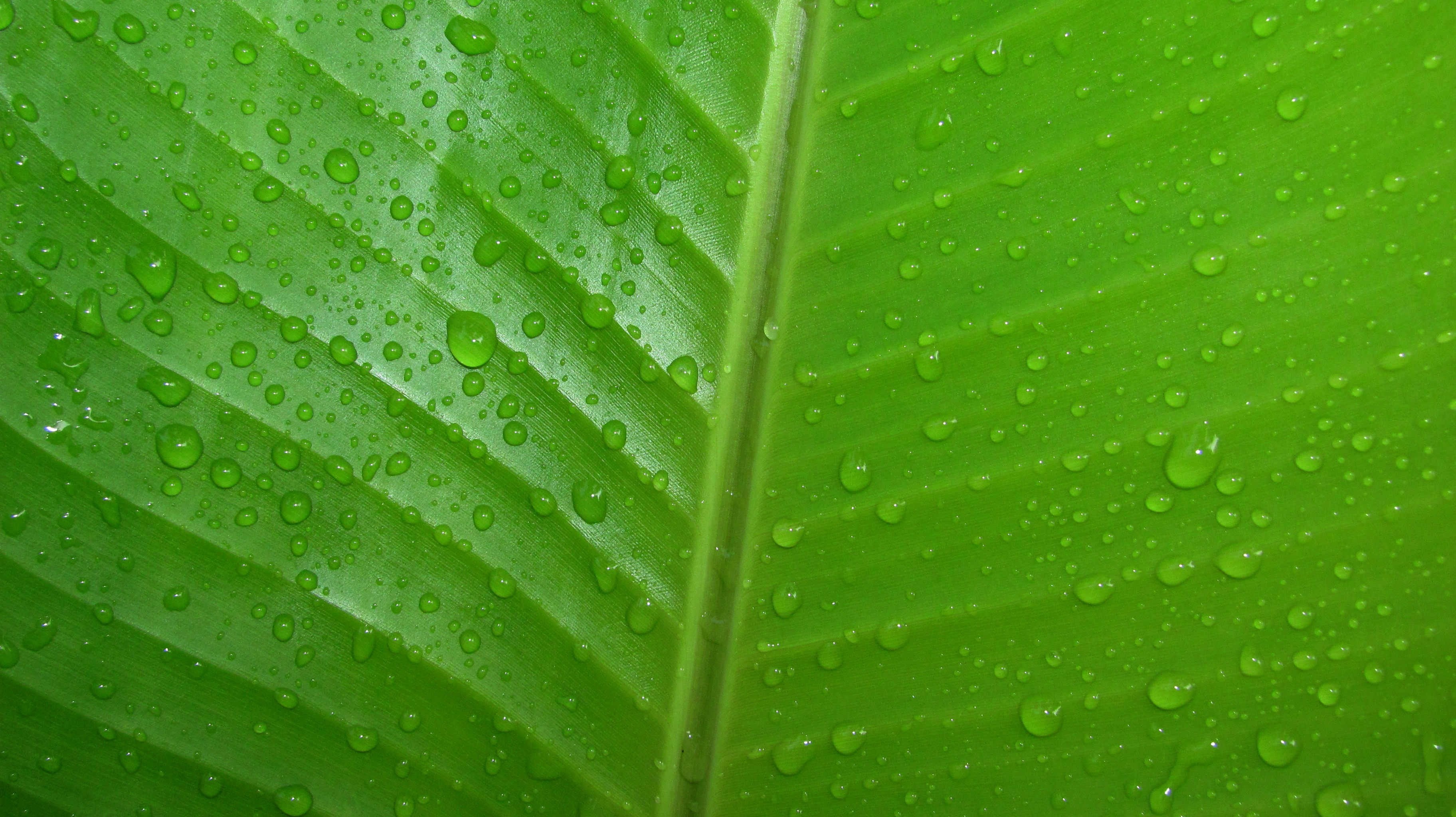 Close up of green leaf with water drops HD Wallpaper