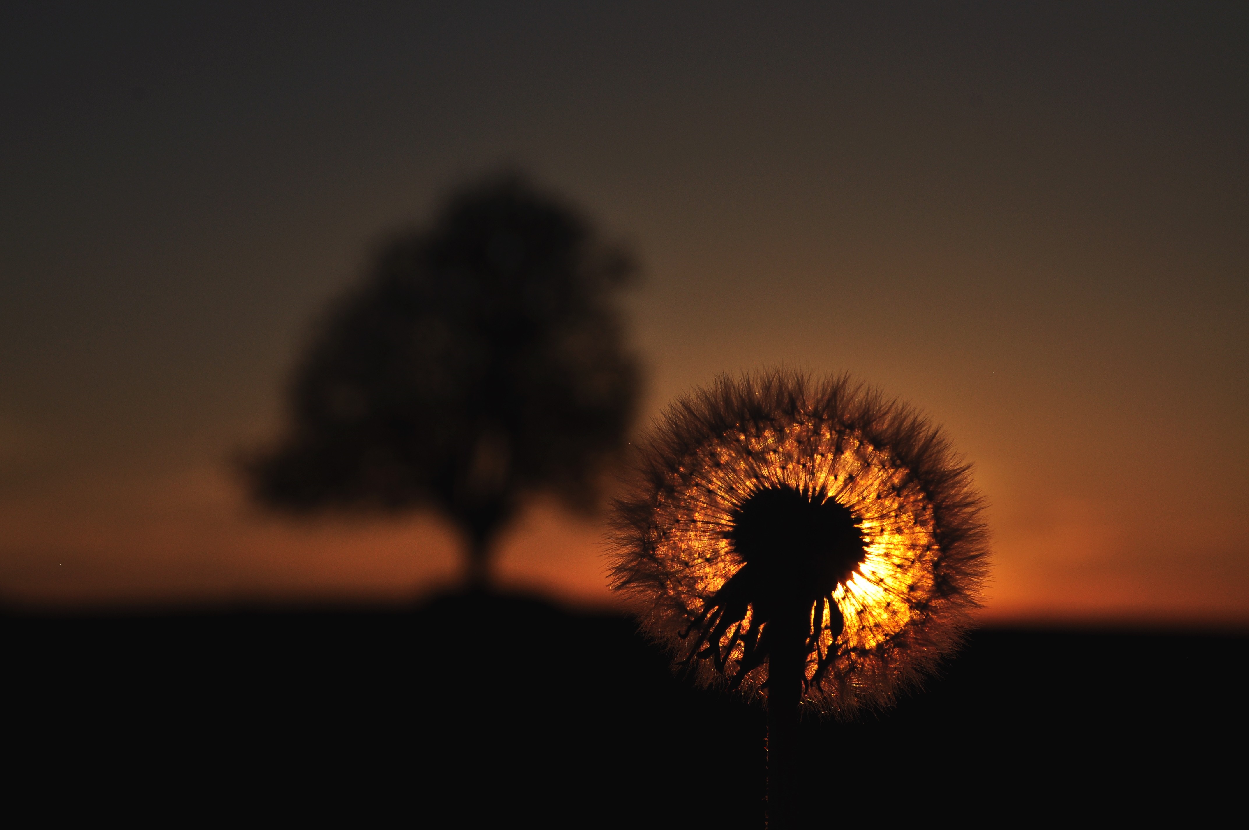 Dandelion silhouetted against sunset with tree in background HD Wallpaper