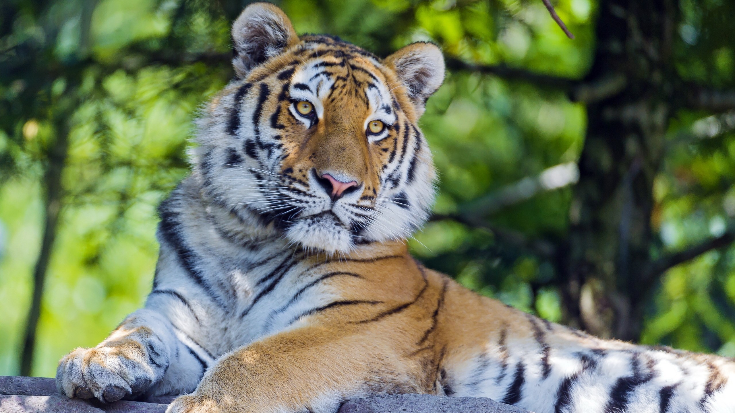 Tiger lying on rocks with green trees in background HD Wallpaper