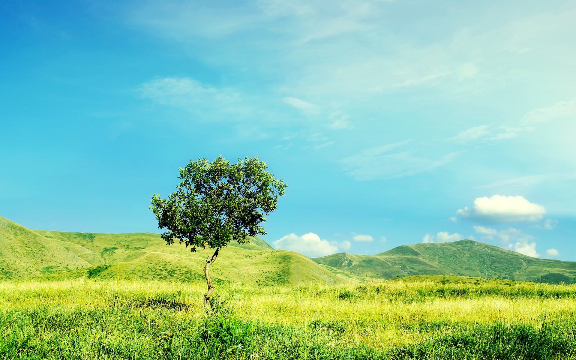 Lone tree in a grassy field with rolling hills HD Wallpaper