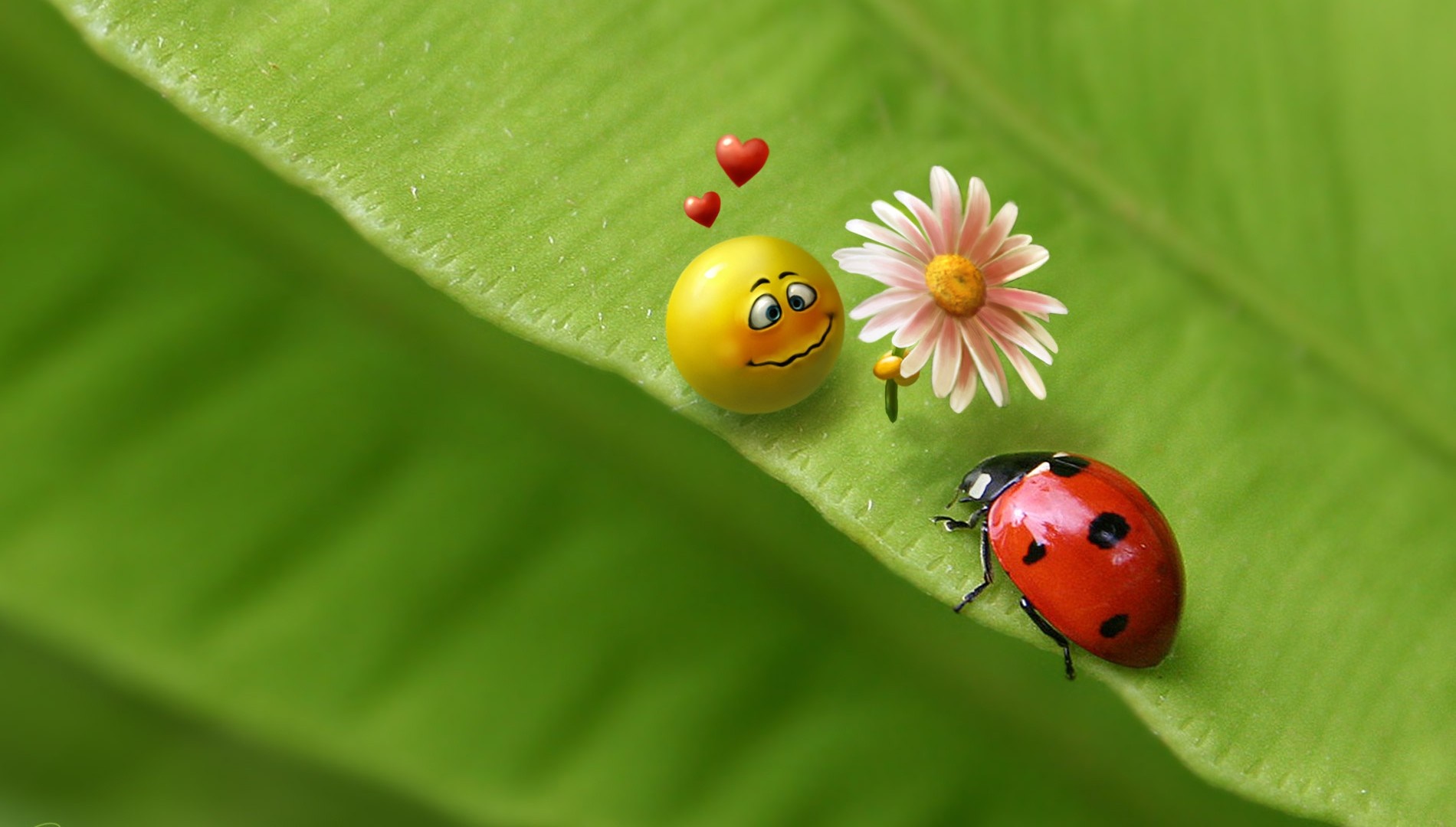 Ladybug and smiley face on a green leaf with a flower HD Wallpaper