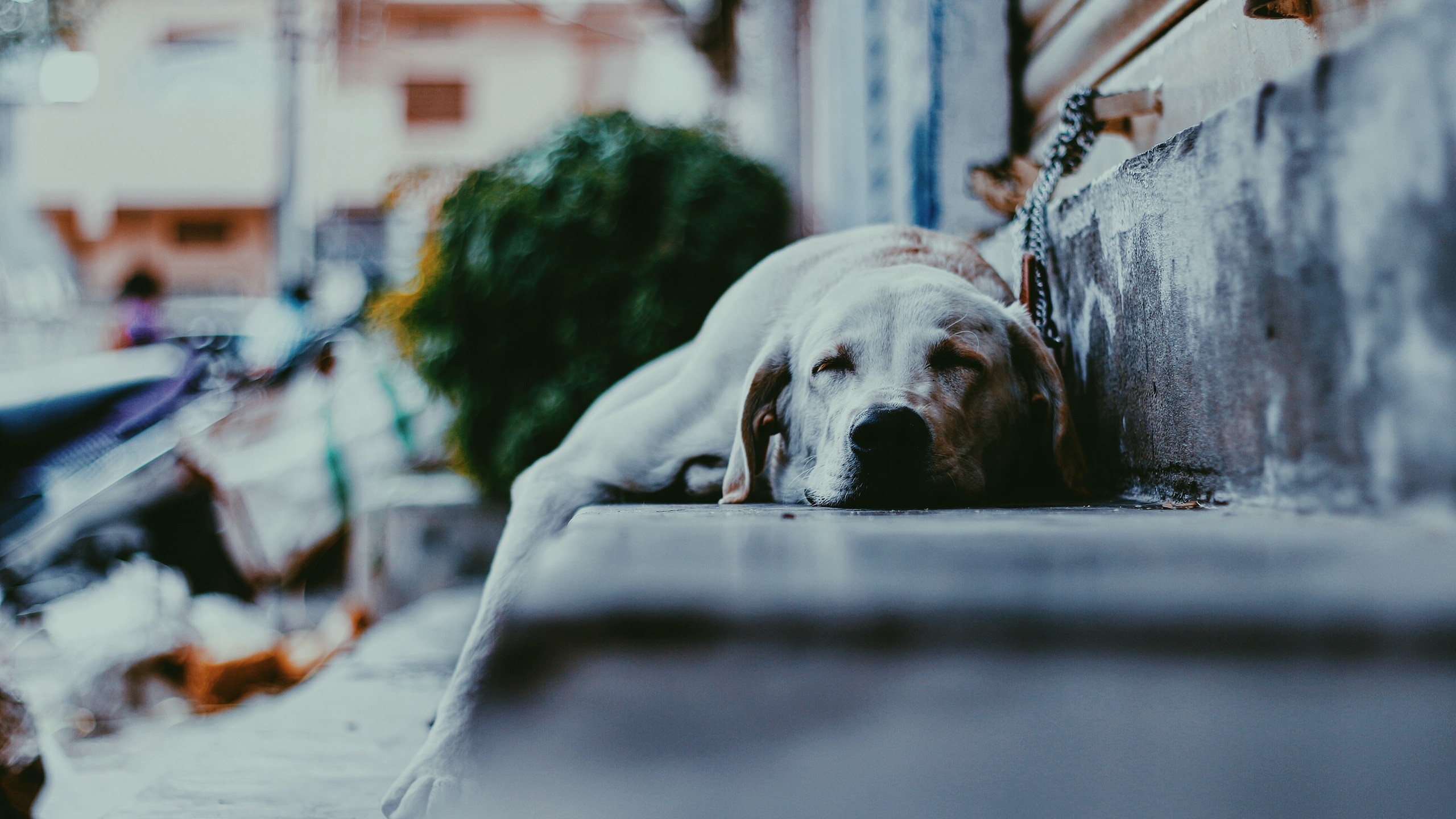 A sleepy dog rests on outdoor stairs HD Wallpaper