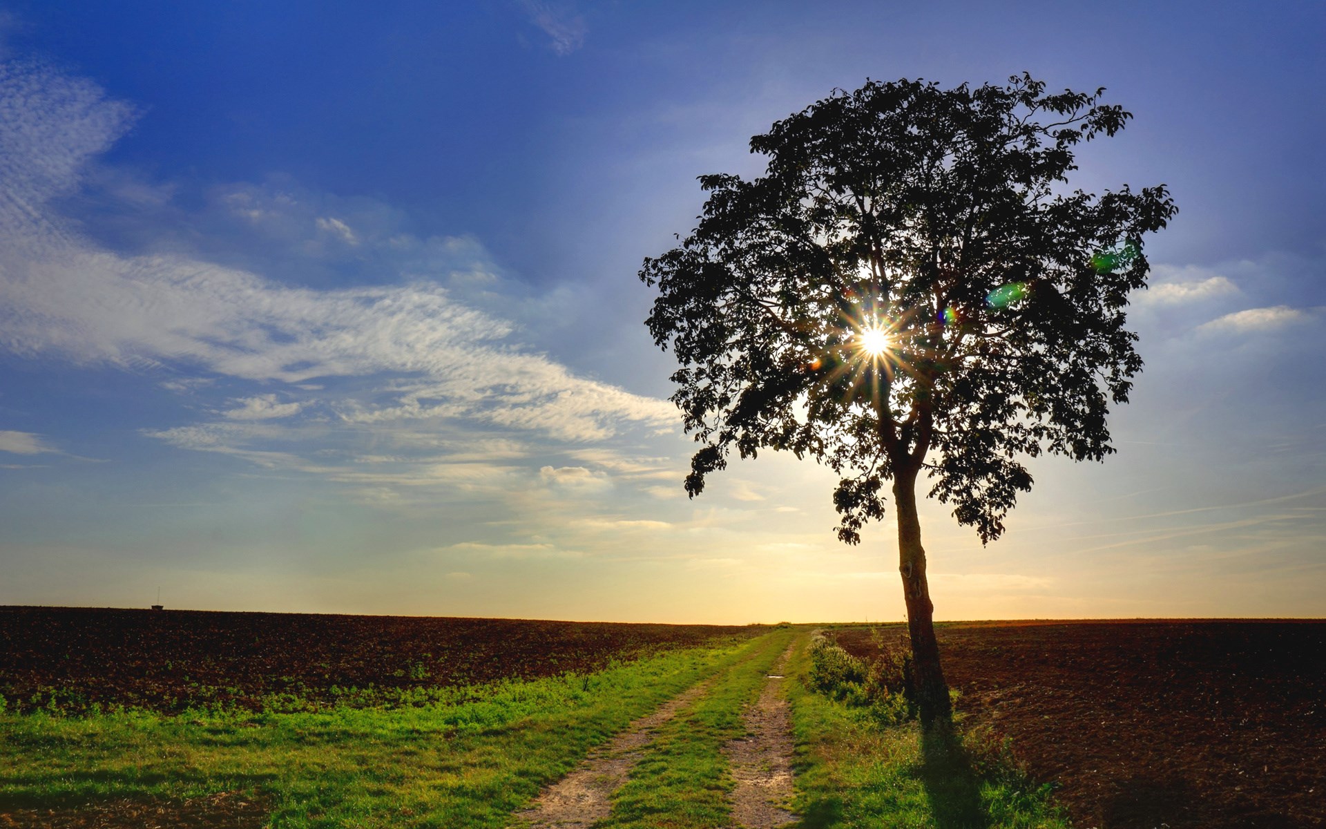 Lone tree silhouetted against a sunset sky HD Wallpaper