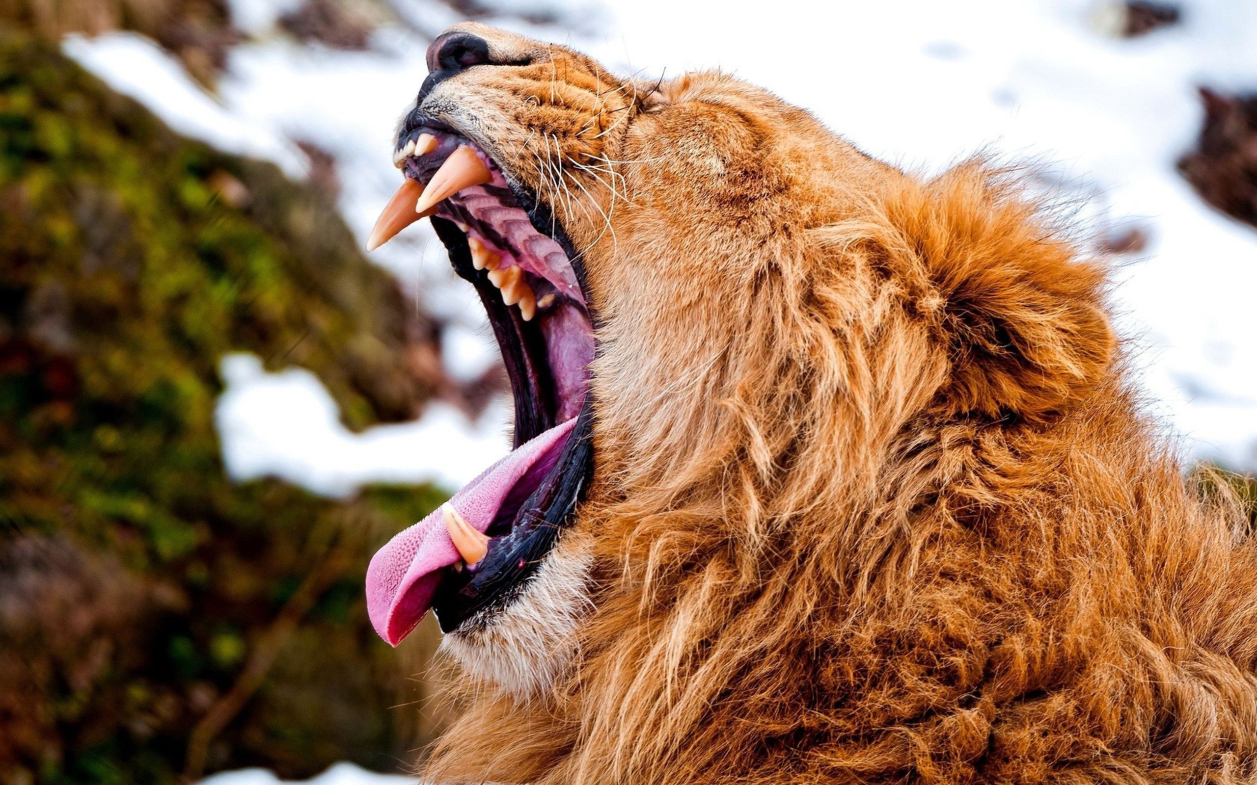 Lion yawning with mouth wide open HD Wallpaper