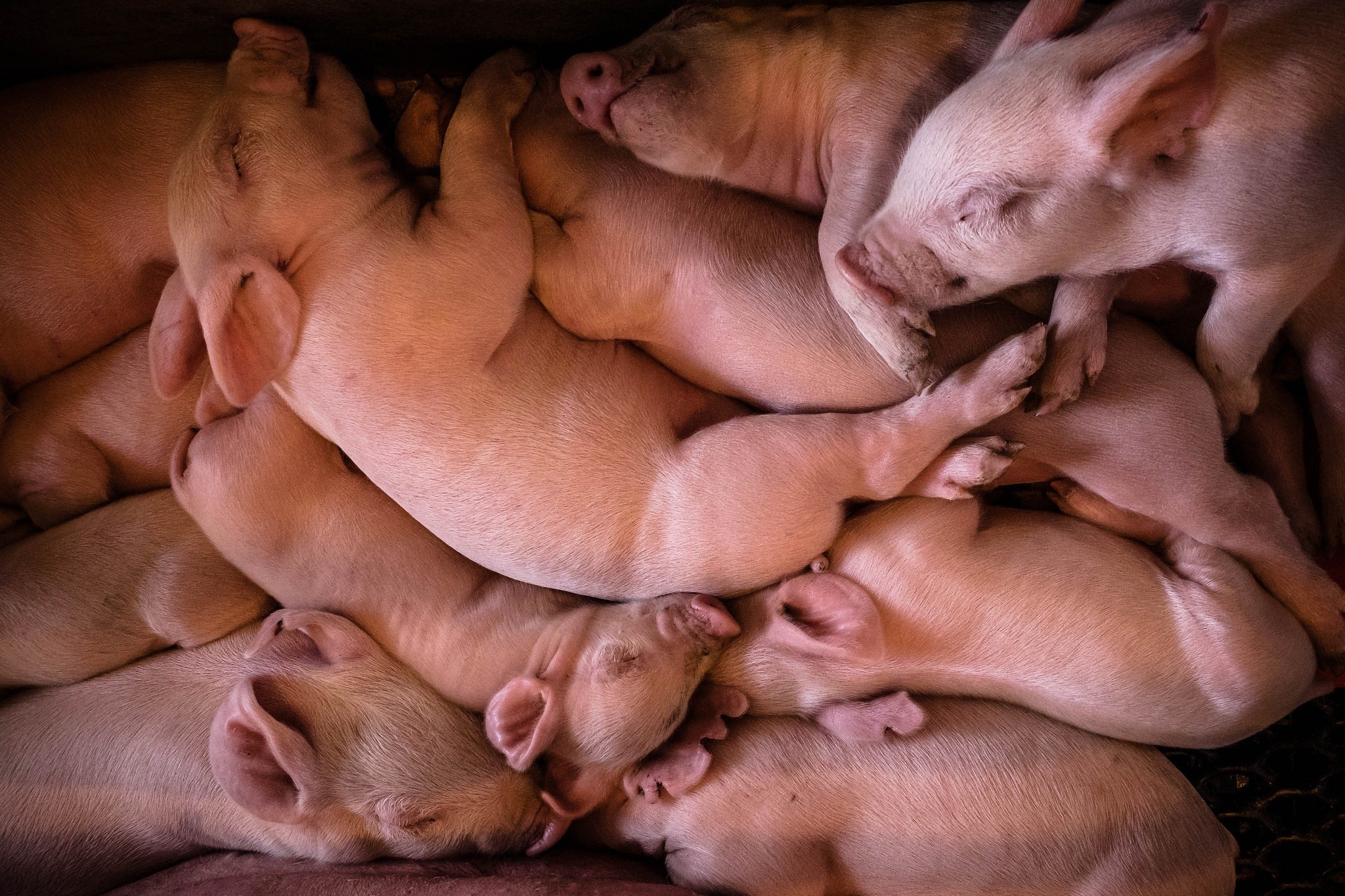 A pile of sleeping piglets huddled together HD Wallpaper