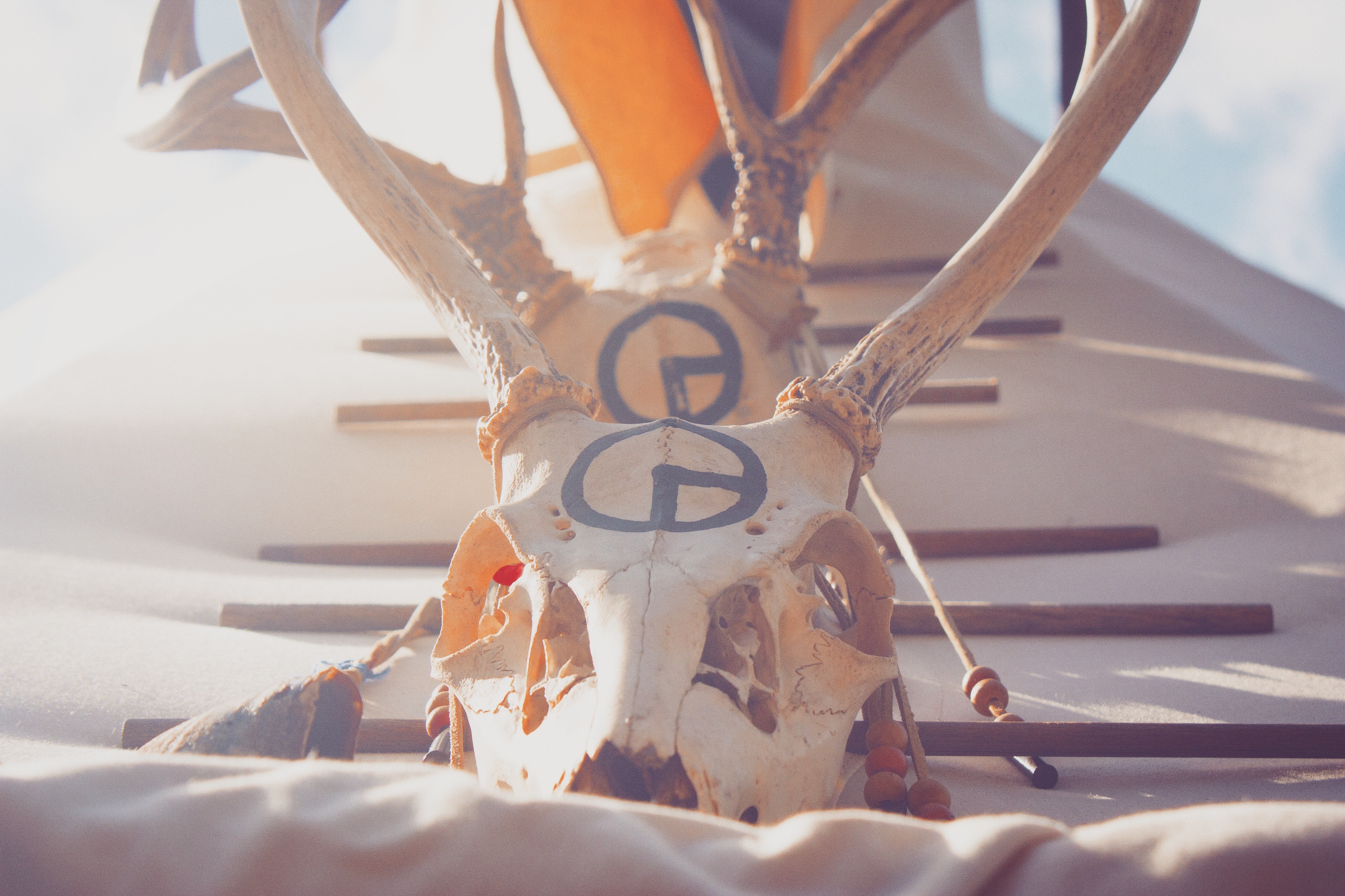 Deer skull with tribal markings and antlers HD Wallpaper
