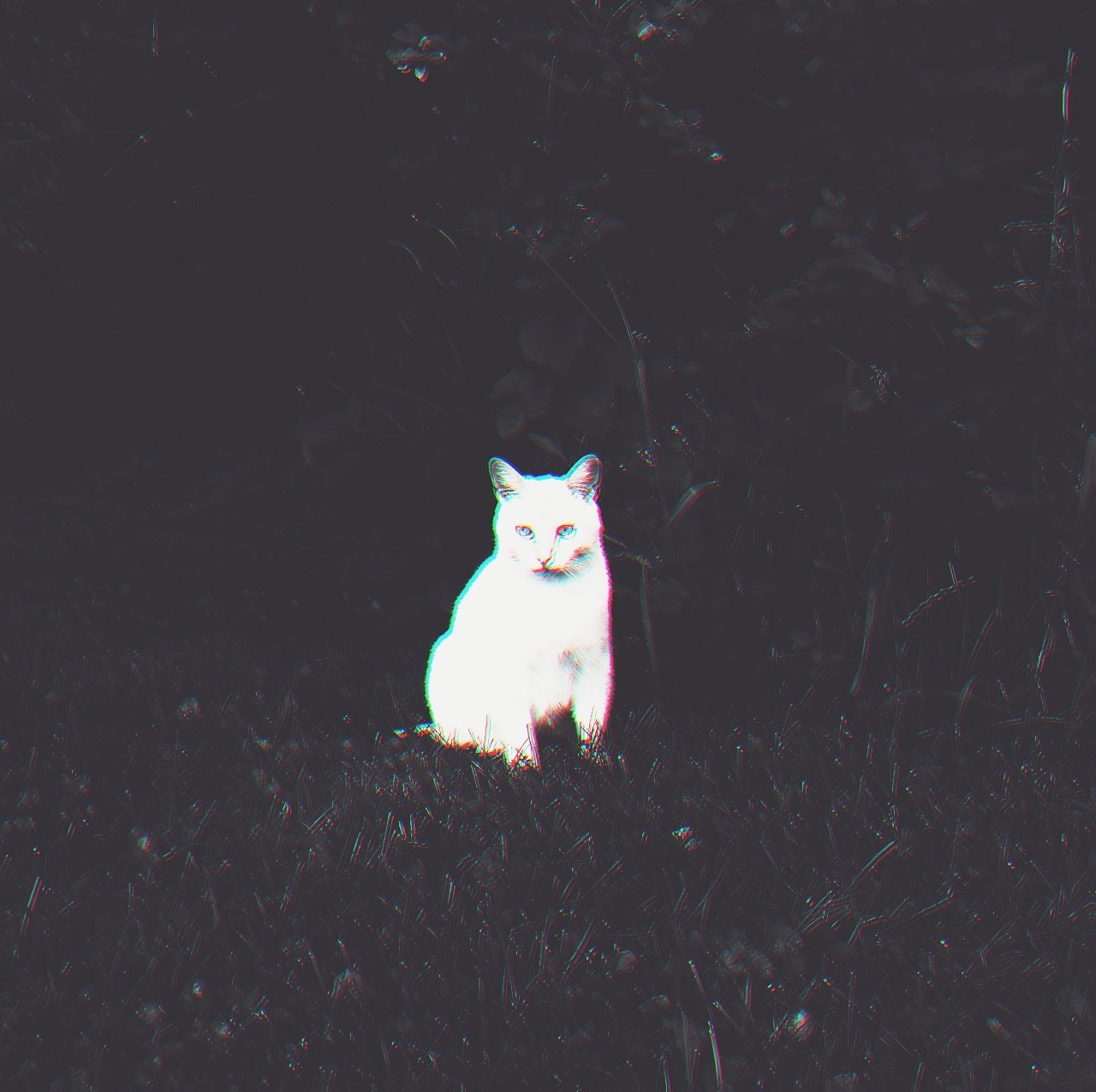 White cat sitting in grass at night HD Wallpaper