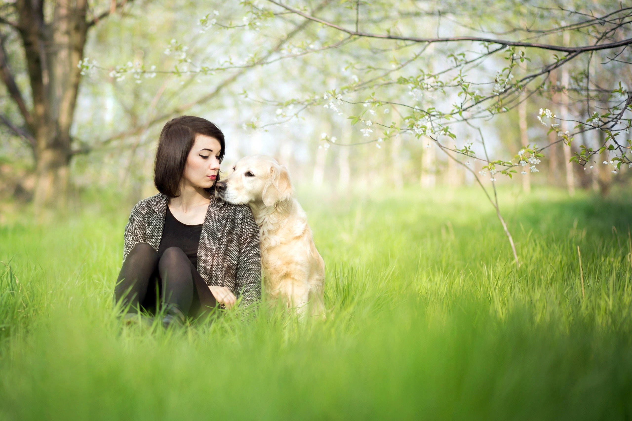 Woman and Golden Retriever in a sunlit meadow HD Wallpaper