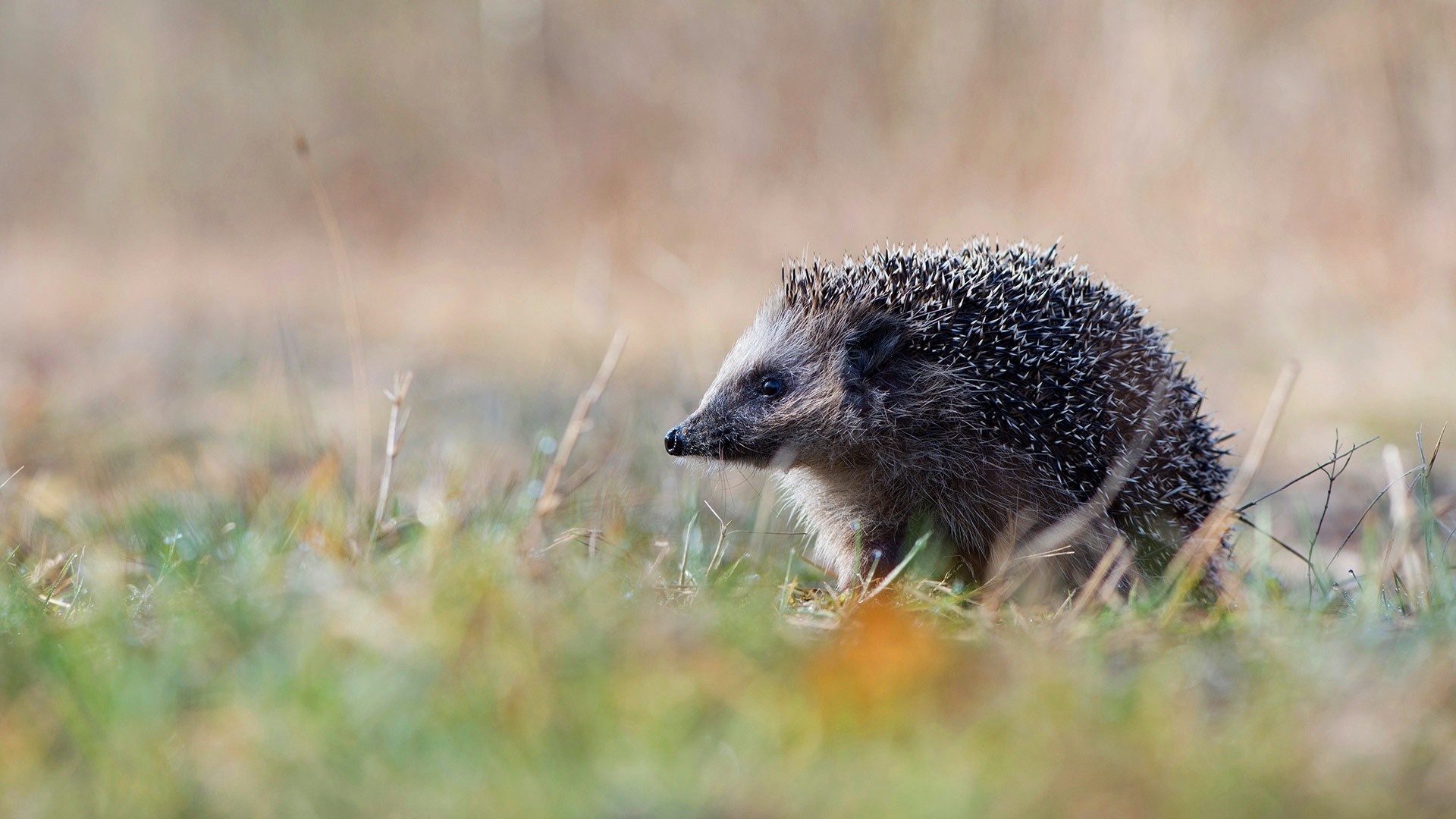 Hedgehog in a grassy field HD Wallpaper