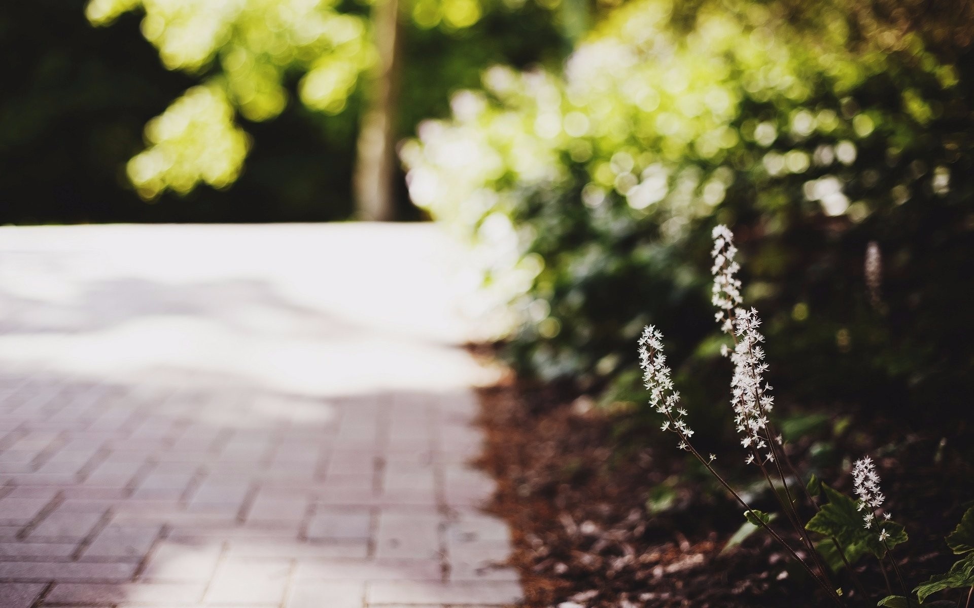 White flowers on a path with bokeh background HD Wallpaper