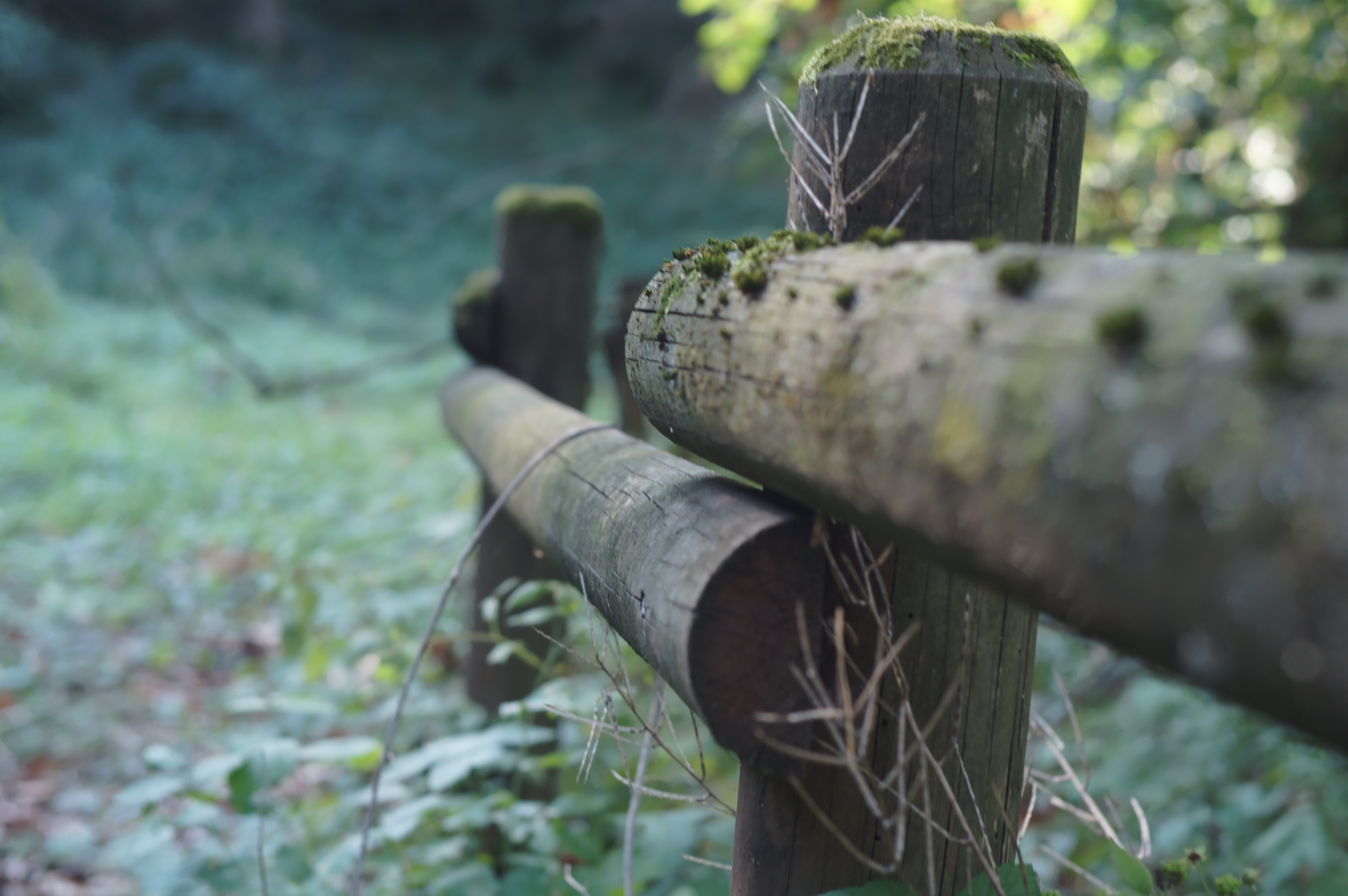 Wooden fence in a forest HD Wallpaper