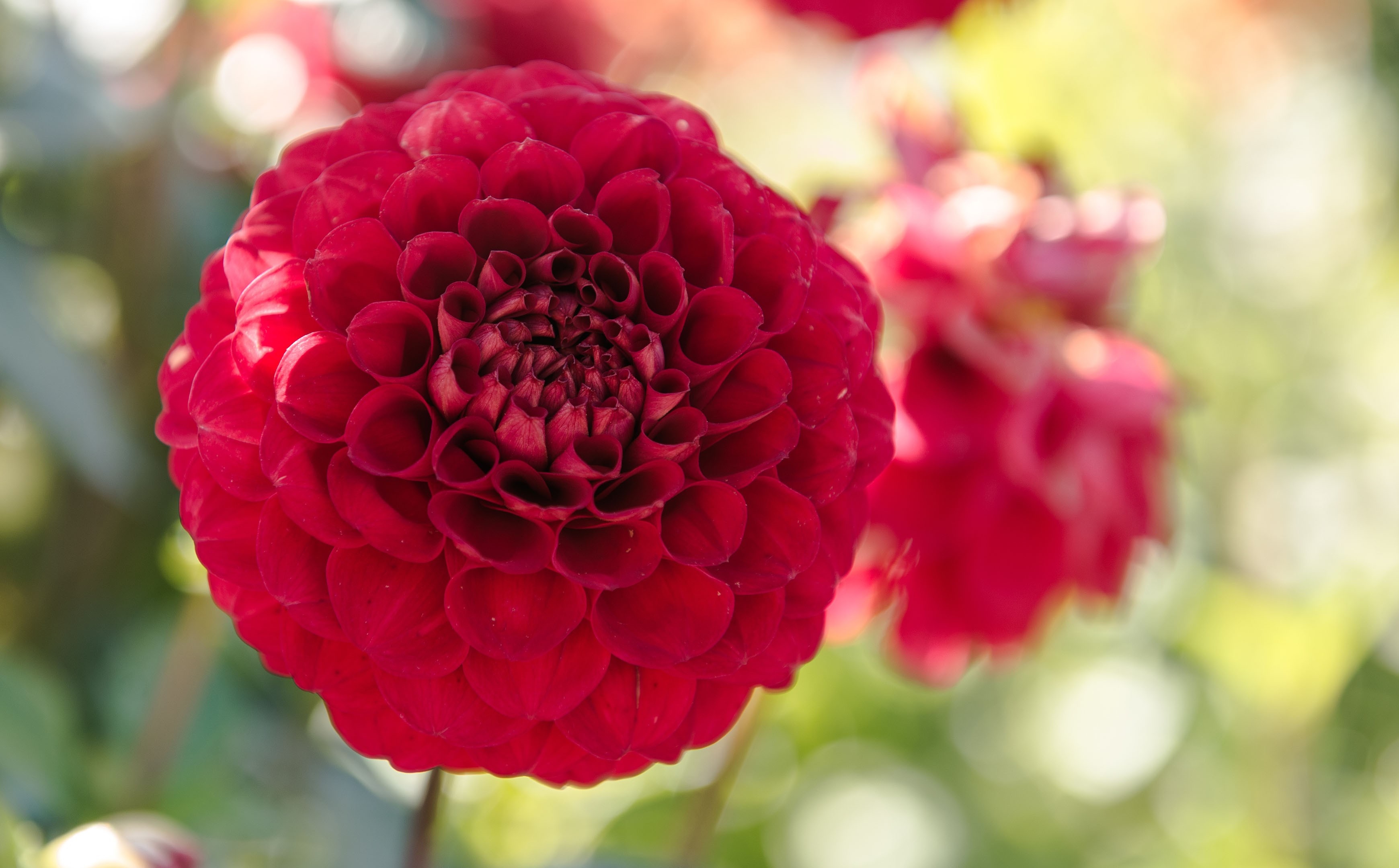 Close-up of a red dahlia flower HD Wallpaper
